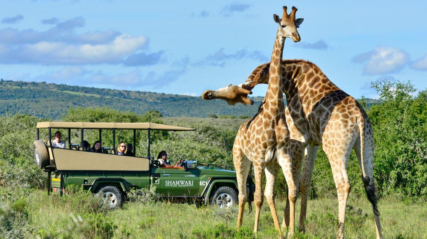 Half Day Tala Game Reserve & Phezulu Safari from Durban – Tala Collection Game Reserve, South Africa
