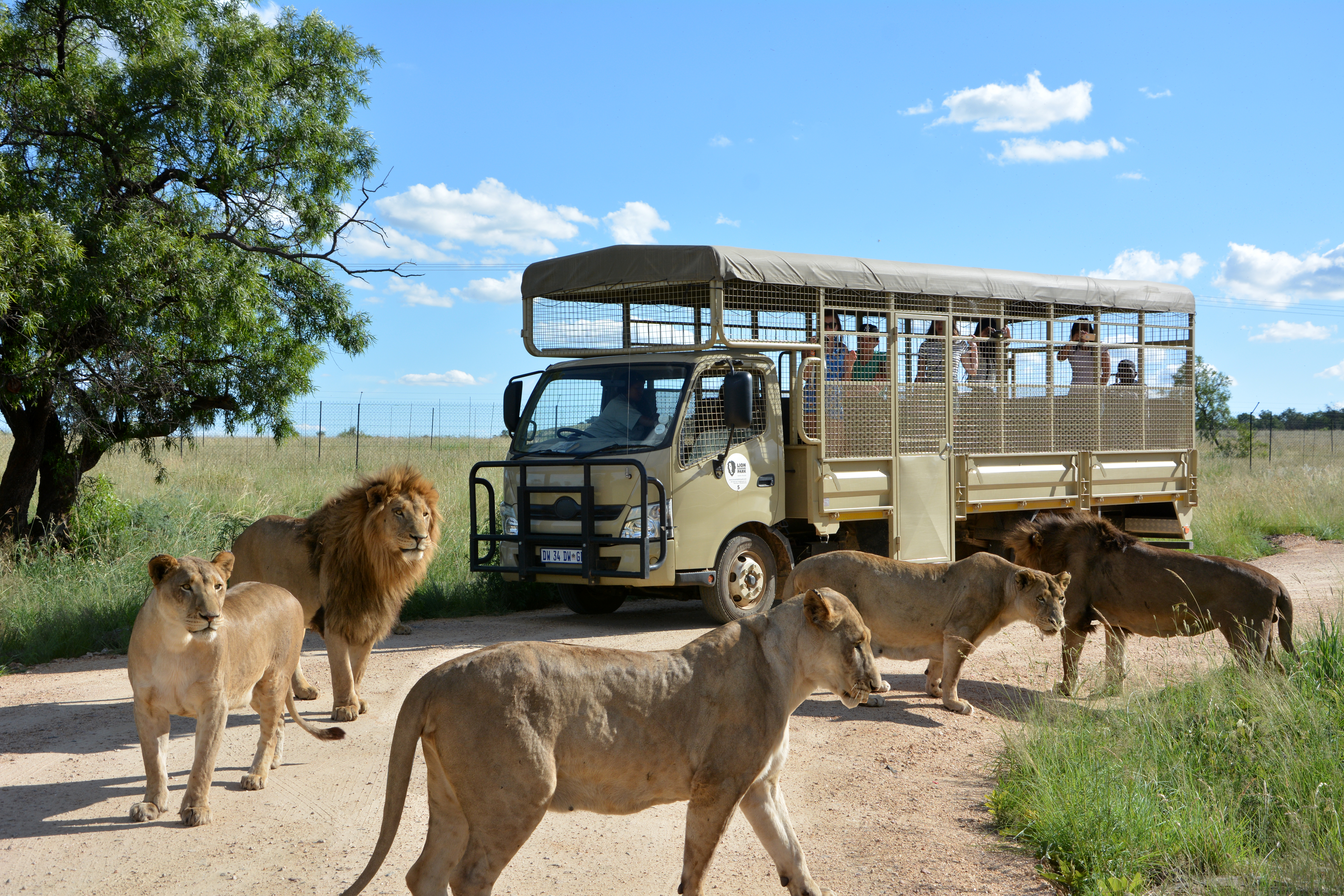 Hartbeespoort: Predator Safari with a Guide – Hartbeespoort, South Africa