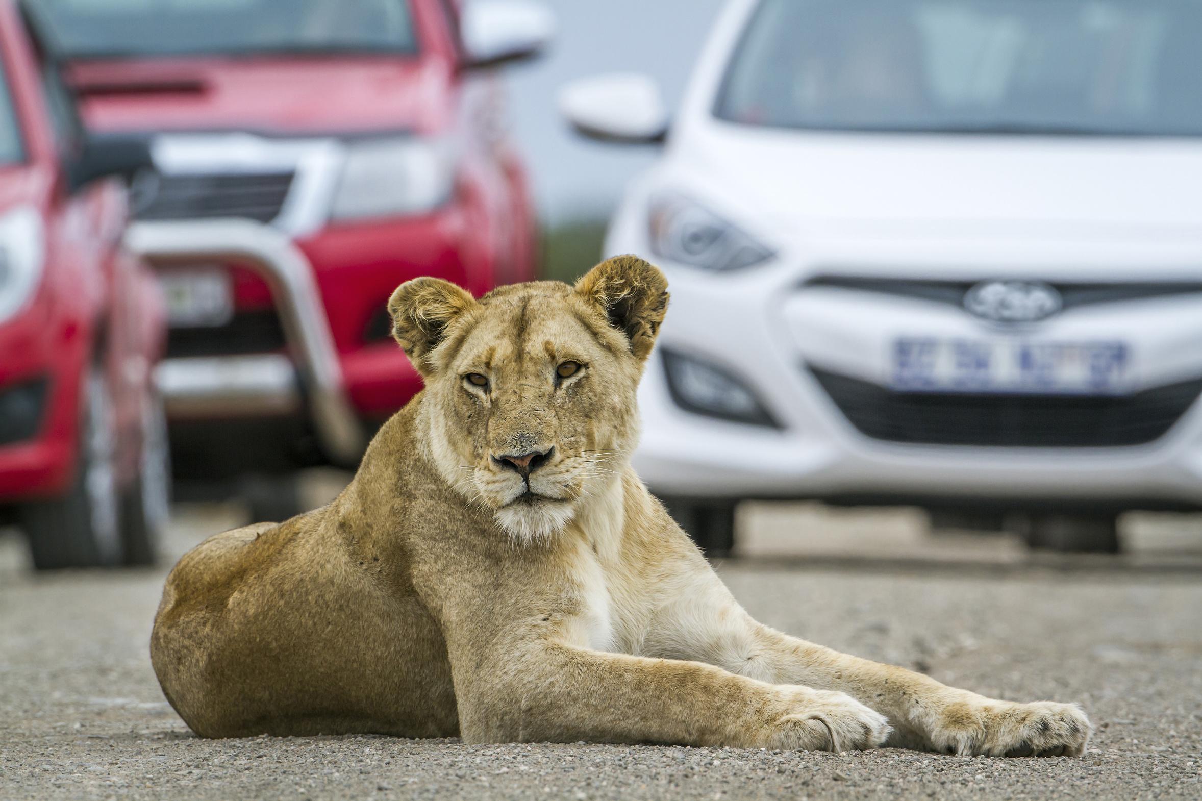 Hartbeespoort: Self-Drive Lion and Safari Park Tour – Johannesburg, South Africa