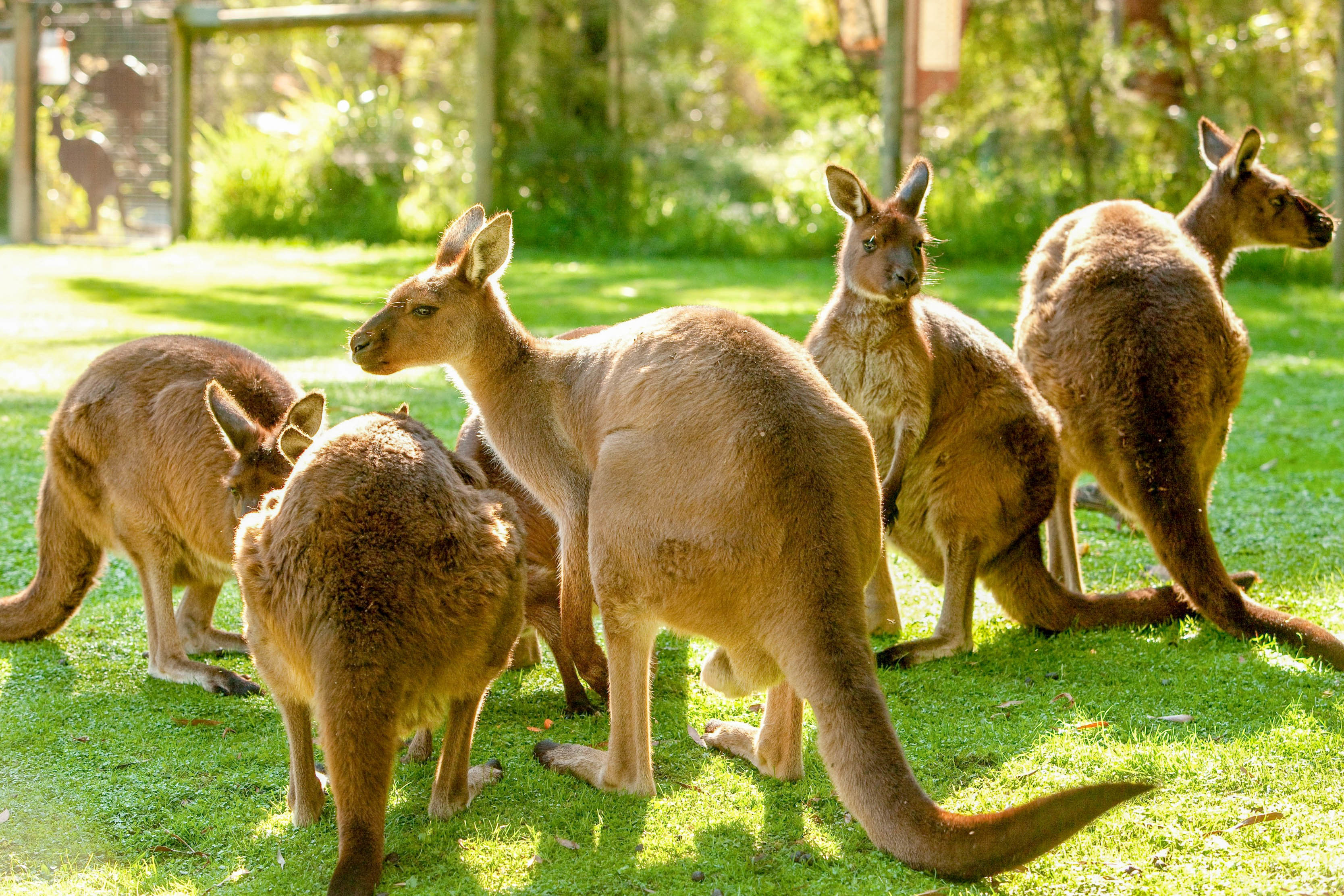 Healesville Sanctuary: General Admission Ticket – Healesville, Australia