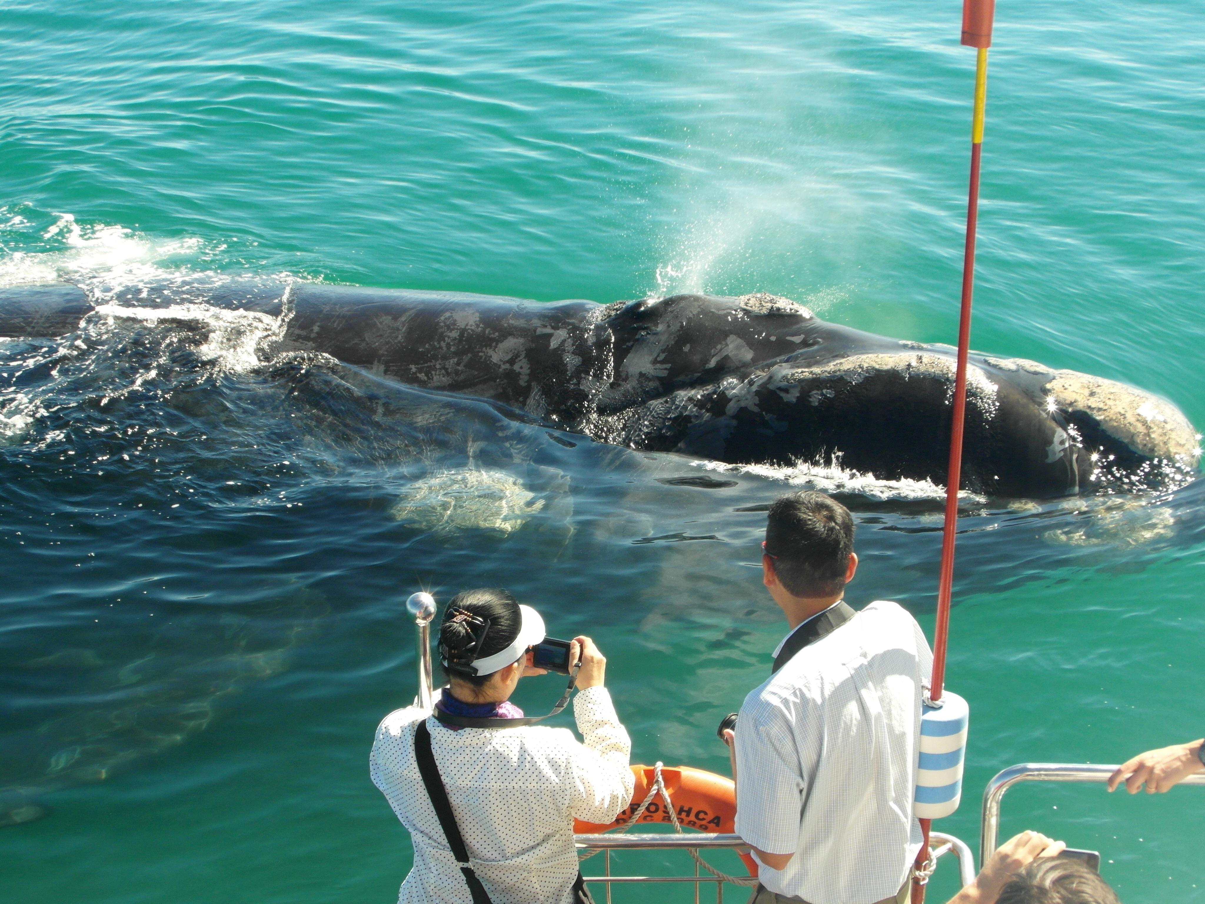 Hermanus: Whale and Dolphin Watching Boat Trip – Hermanus, South Africa