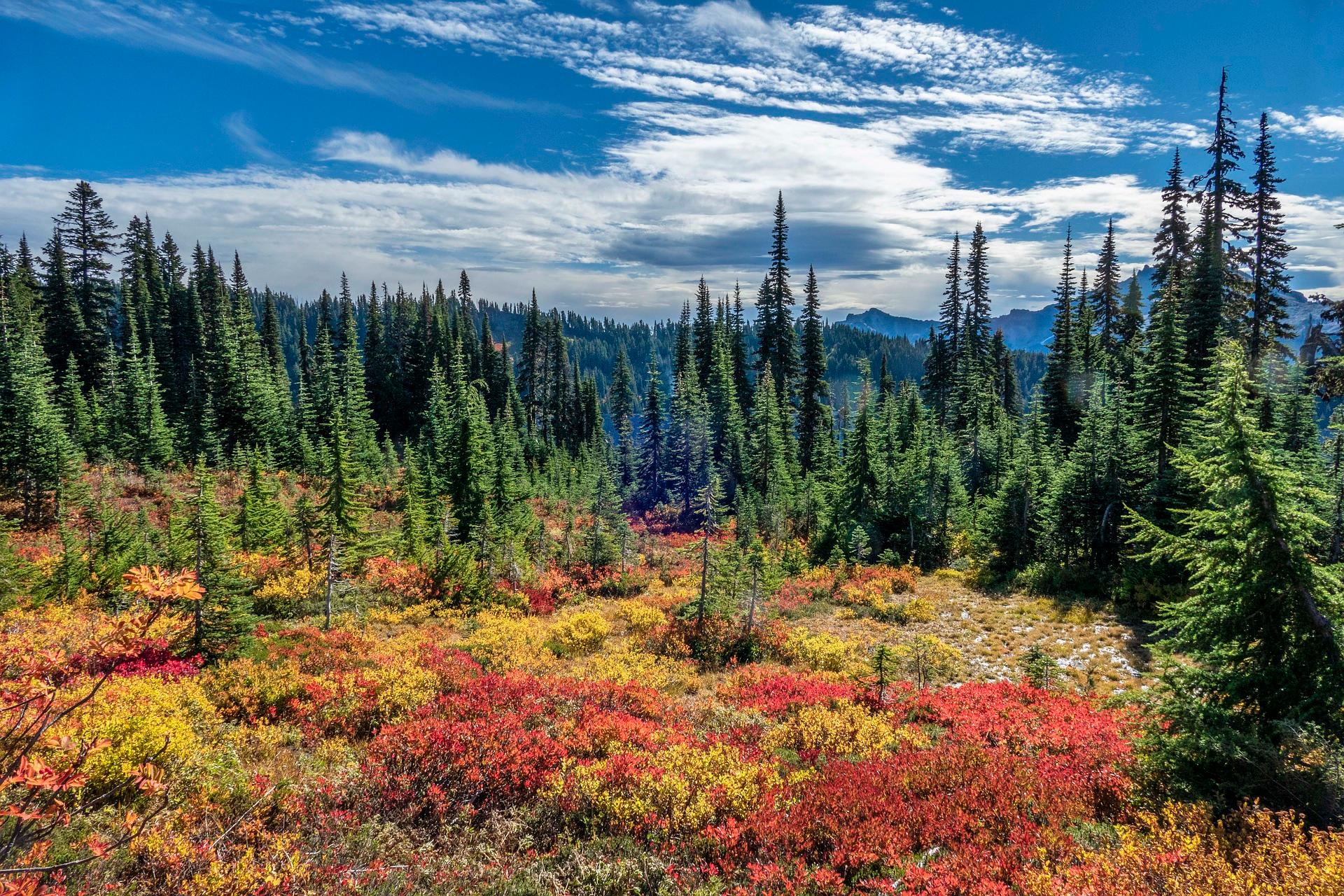 Hiking in Mount Rainier Private Tour from Seattle – Mount Rainier National Park, Washington