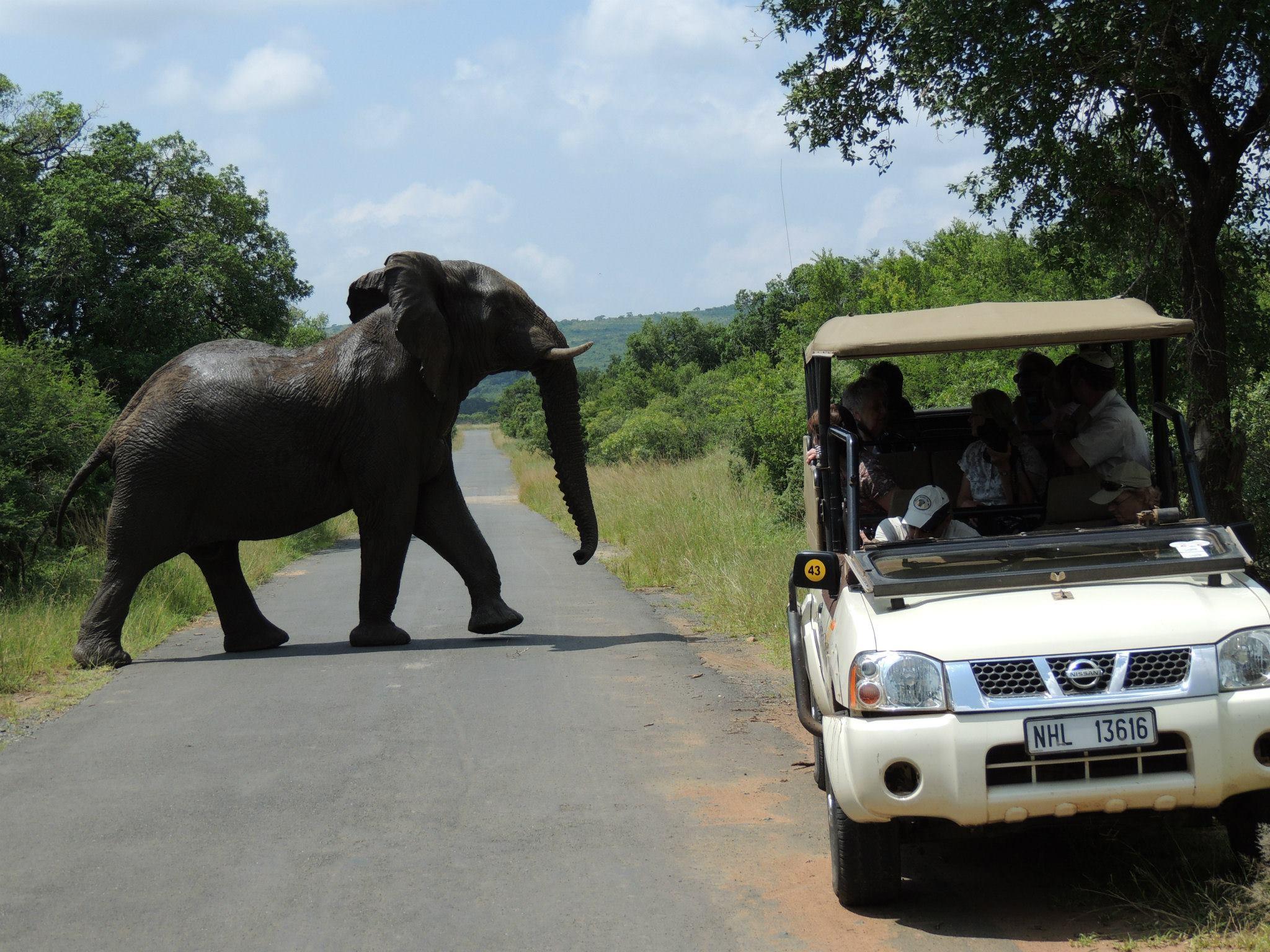 Hluhluwe-iMfolozi Park – Open Safari Vehicle Game Drives – The Big 5 Hlabisa Municipality, South Africa