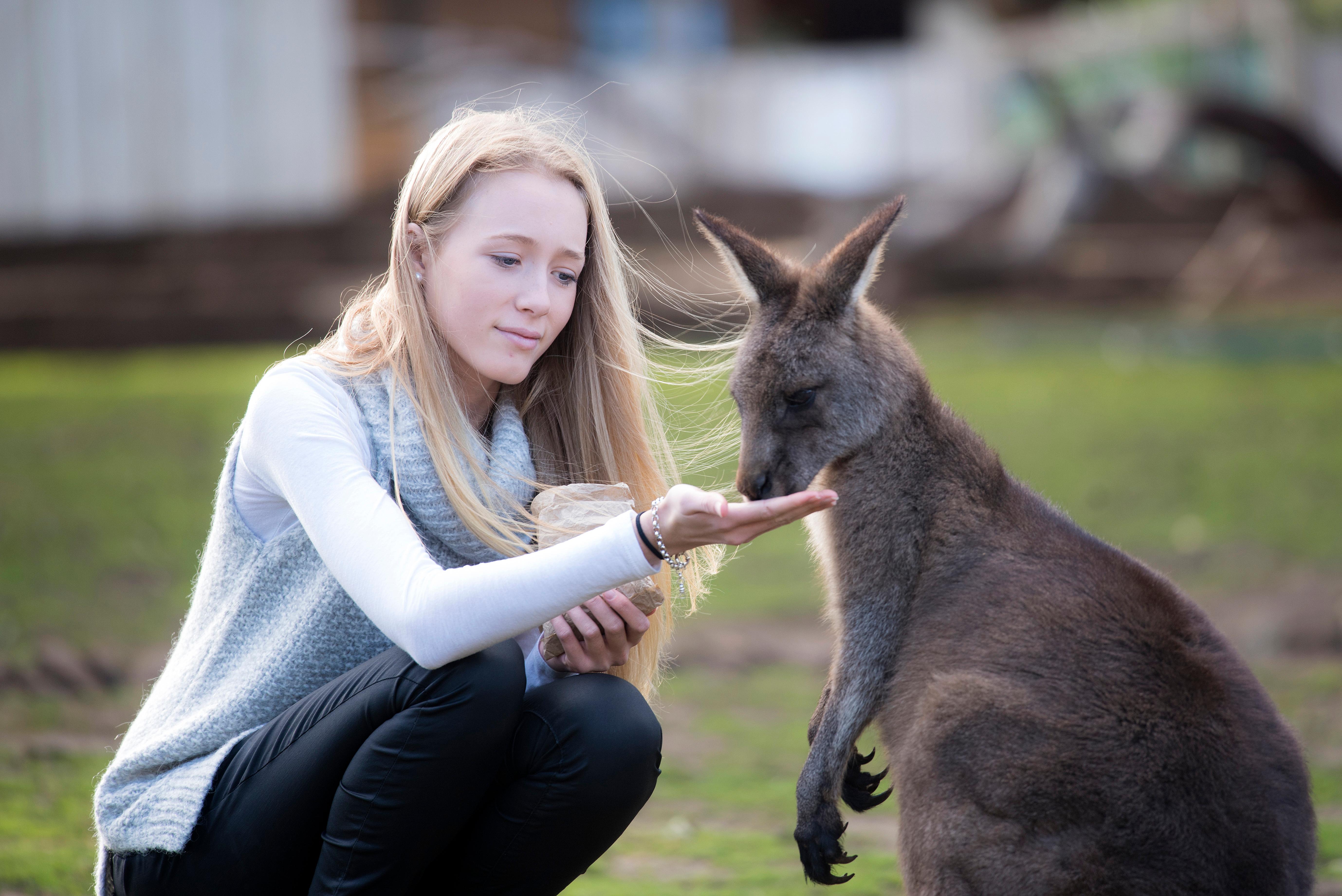 Hobart: Admission Ticket to Bonorong Wildlife Sanctuary – Hobart, Australia
