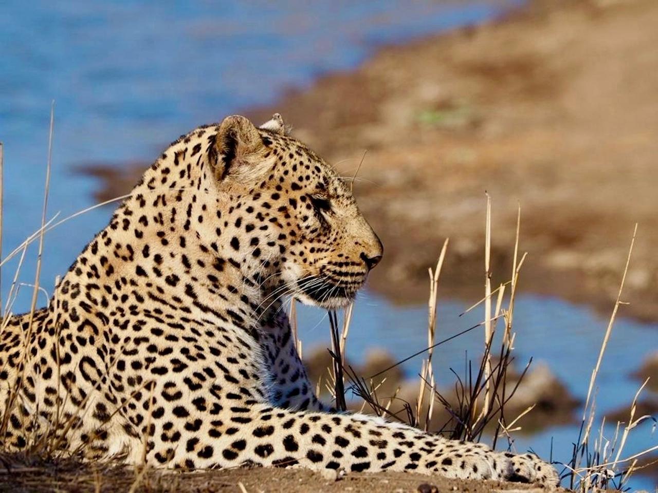 Hoedspruit: Evening Safari In Greater Kruger Private Reserve – Phalaborwa, South Africa