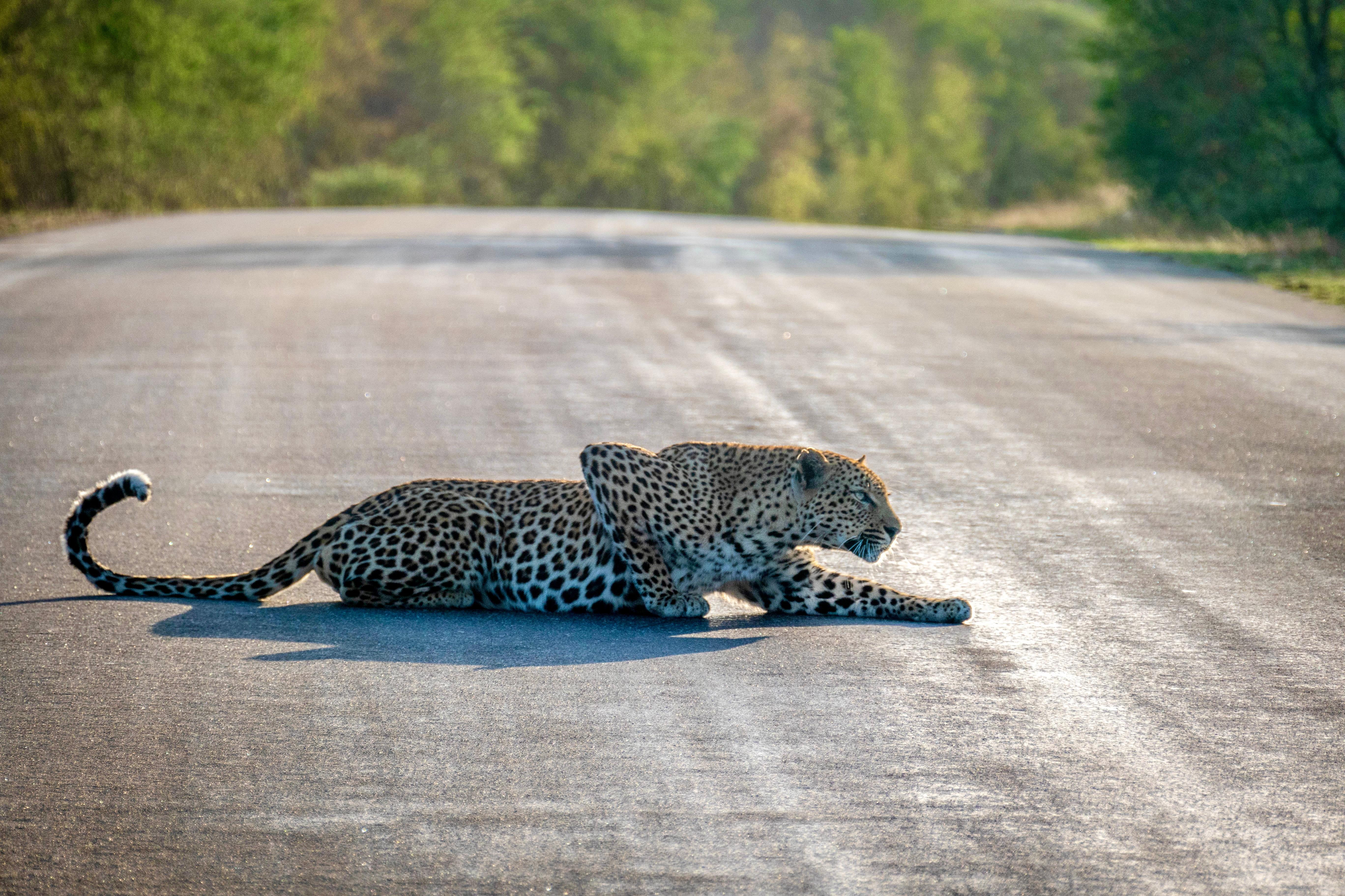 Hoedspruit: Full Day in ICONIC Kruger National Park – Phalaborwa, South Africa