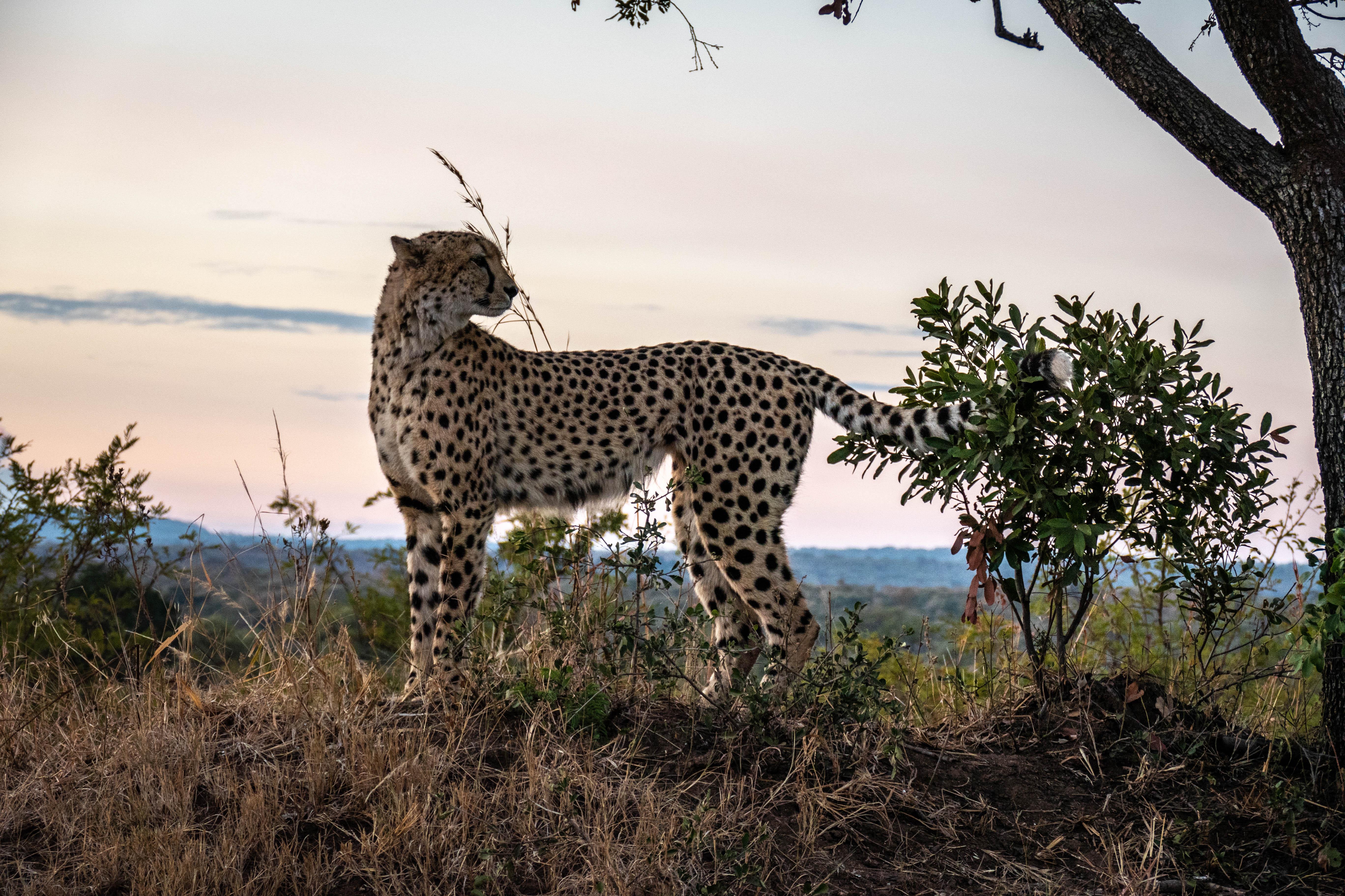 Hoedspruit: HALF Day in the Iconic Kruger National Park! – Kruger National Park, South Africa