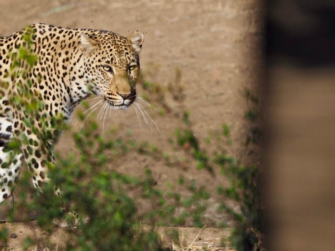 Hoedspruit: Sunrise Safari in Greater Kruger Private Reserve – Phalaborwa, South Africa