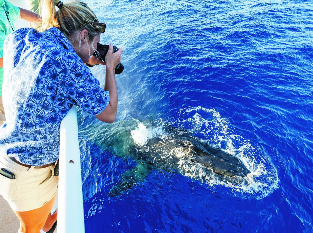 Honolulu: Oahu Whale Watching Boat Tour – Honolulu, Hawaii