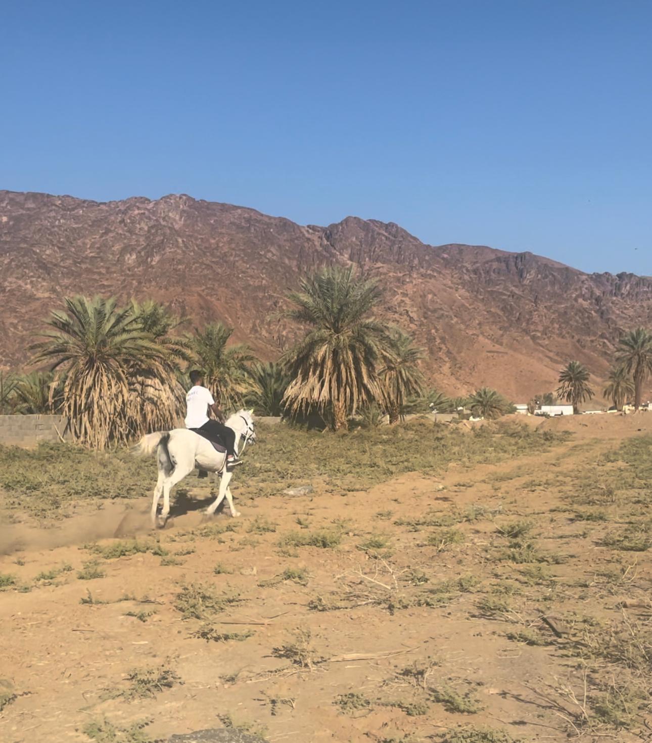 Horseback Riding Experience in Madinah the Prophets City – Saudi Arabia