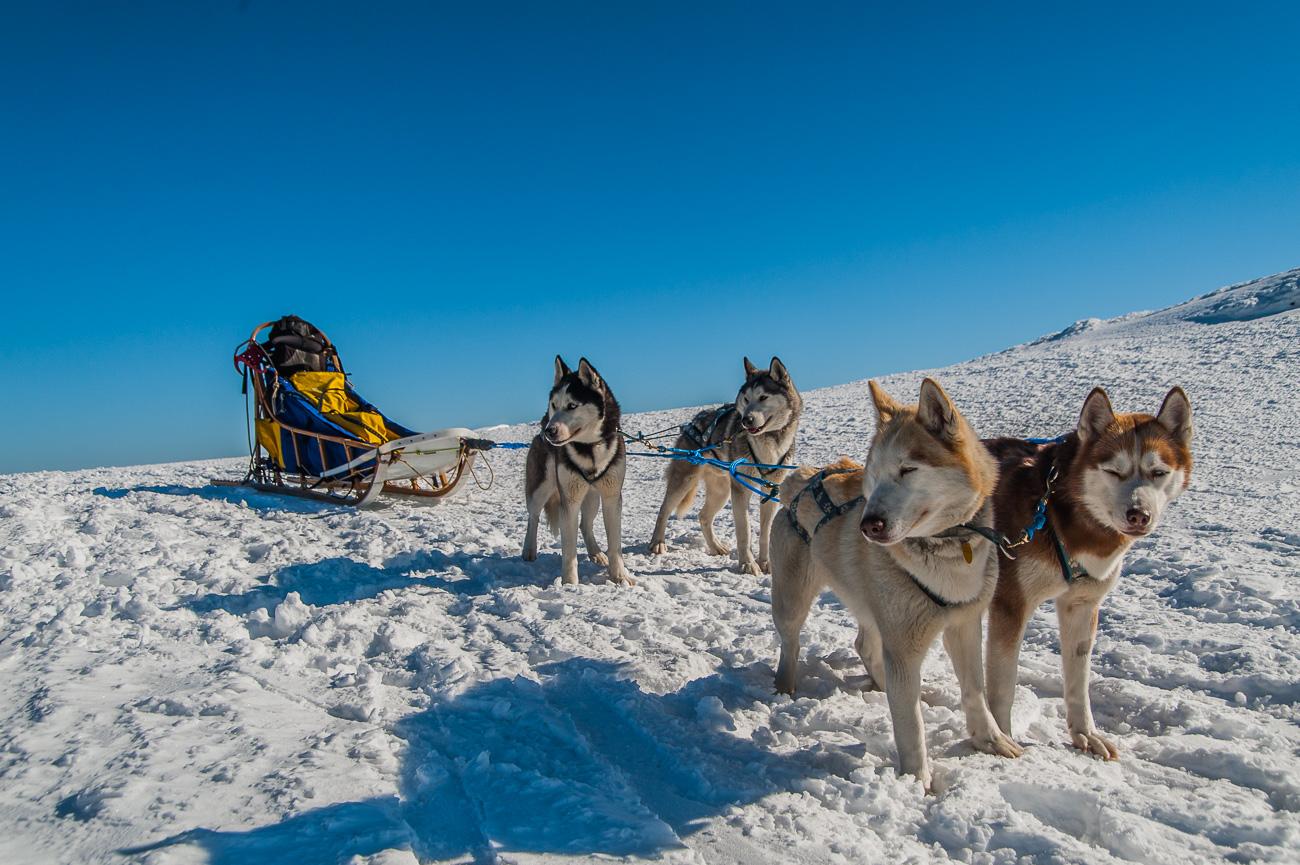 Hudiksvall: Dog Sledding Tour with Bonfire and Refreshment – Hudiksvall, Sweden