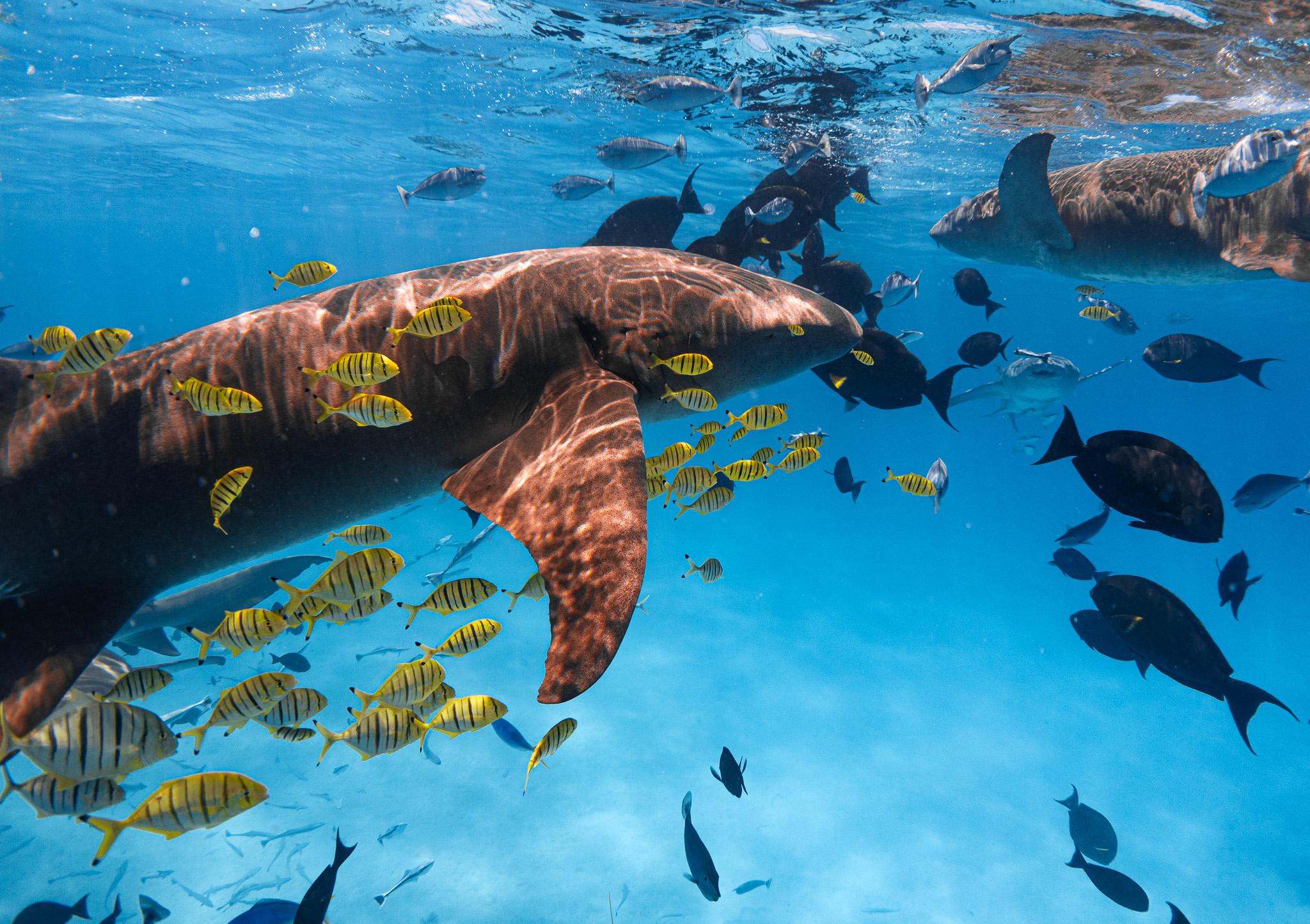 Hulhumale: Snorkeling Experience Nurse Shark – Maldives