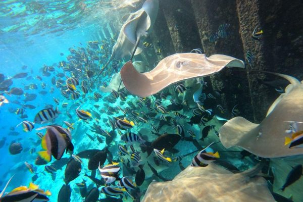 Hulhumale: Sunset Cruise with Snorkeling and Dolphins – Maldives