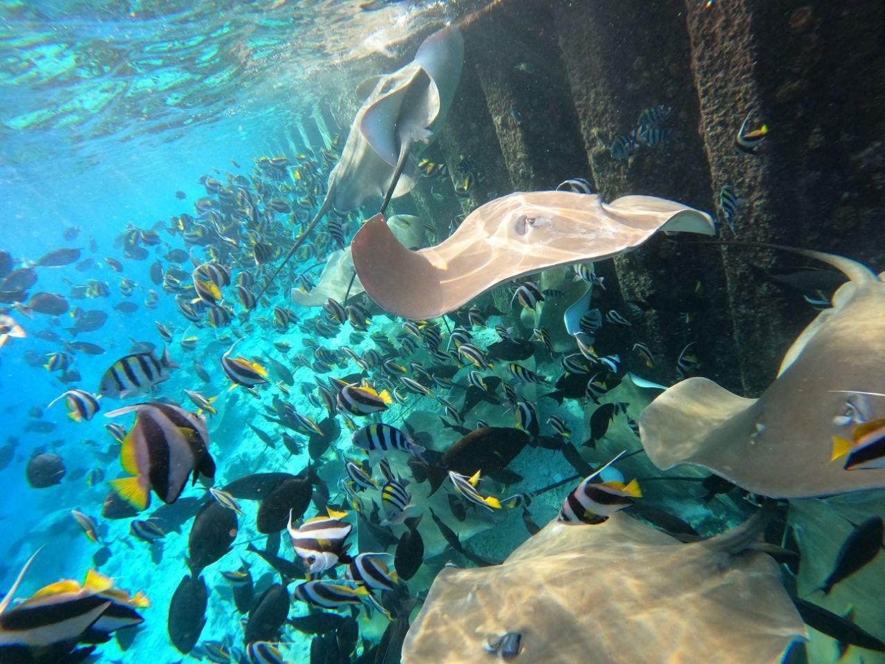 Hulhumale: Sunset Cruise with Snorkeling and Dolphins – Maldives