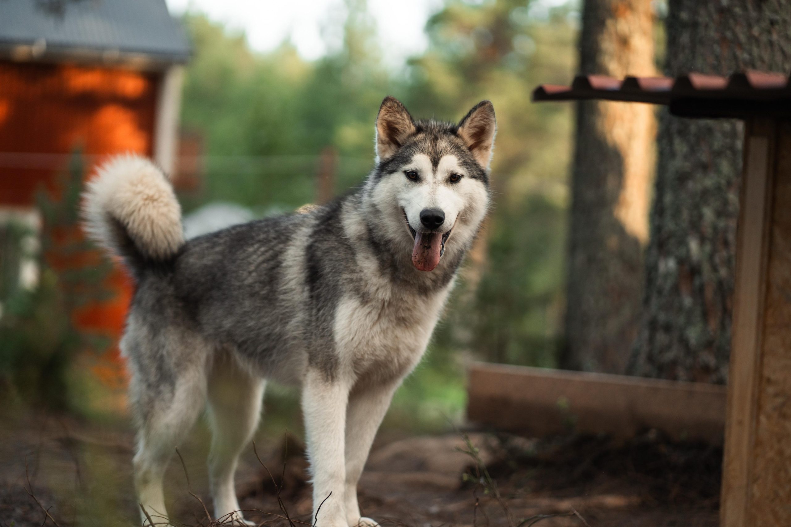 Husky hike followed by a campfire near Skellefteå – Jörn, Sweden