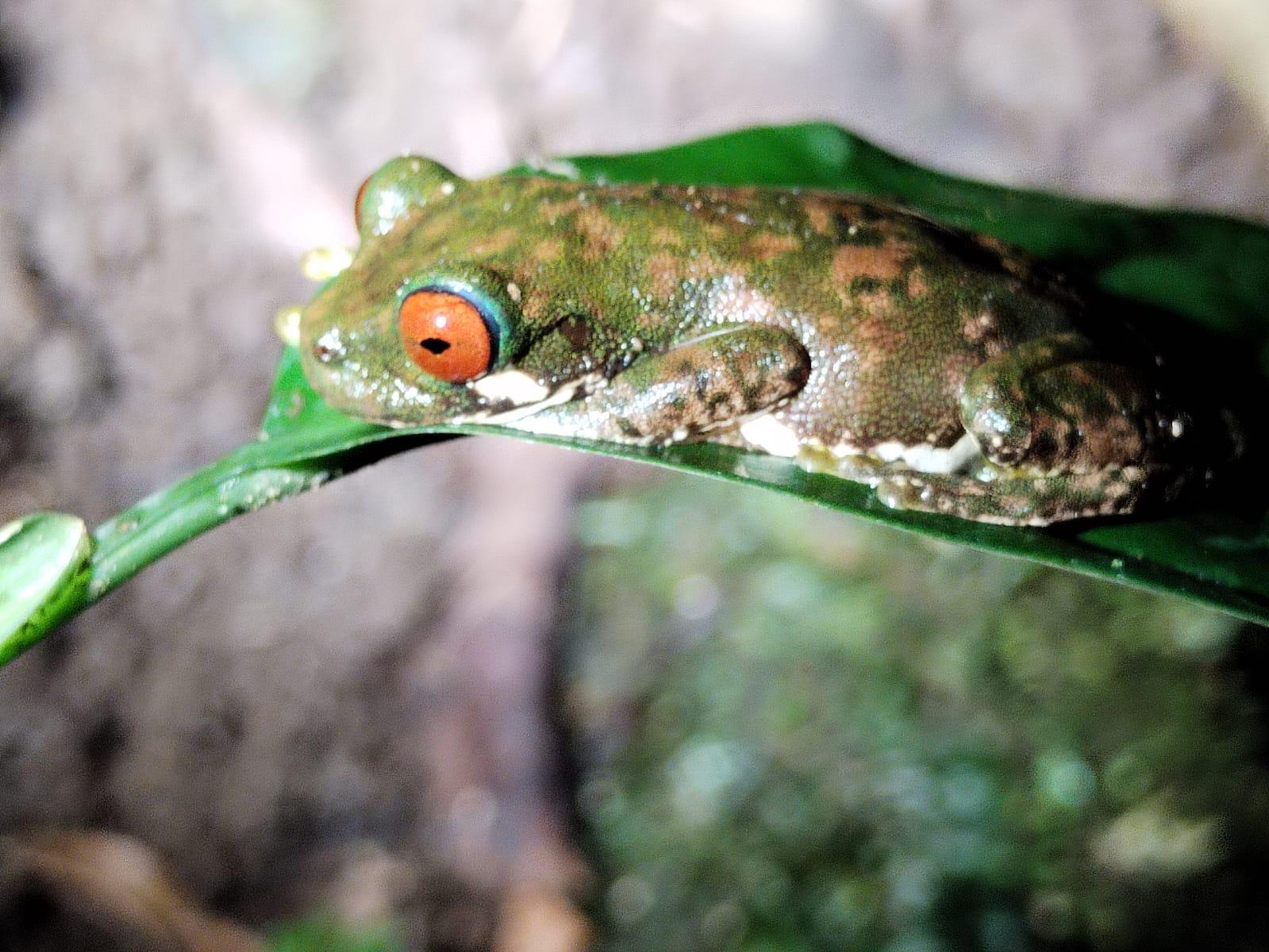 Immerse yourself in the magic of the Monteverde Cloud Forest – Monteverde, Costa Rica
