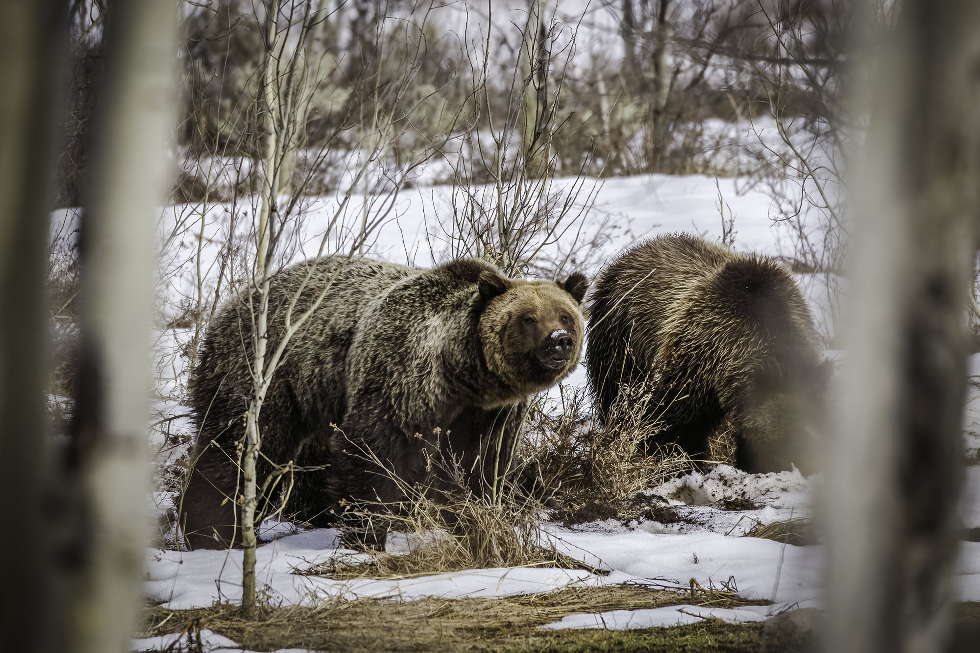 Jackson: Grand Teton Sunrise Safari with Naturalist Guide – Oxbow Bend, Wyoming