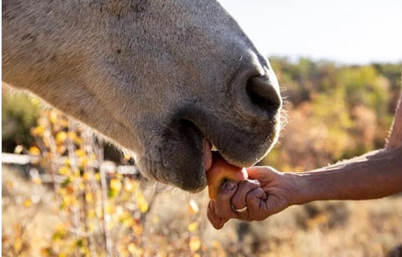 Jamaica: Private Horseback Ride and Swim in the Sea – Sandy Bay, Jamaica
