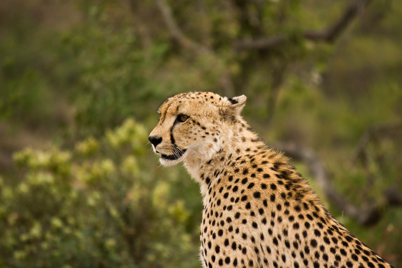 Johannesburg: Affordable 3 Day Kruger Park Safari – Johannesburg, South Africa