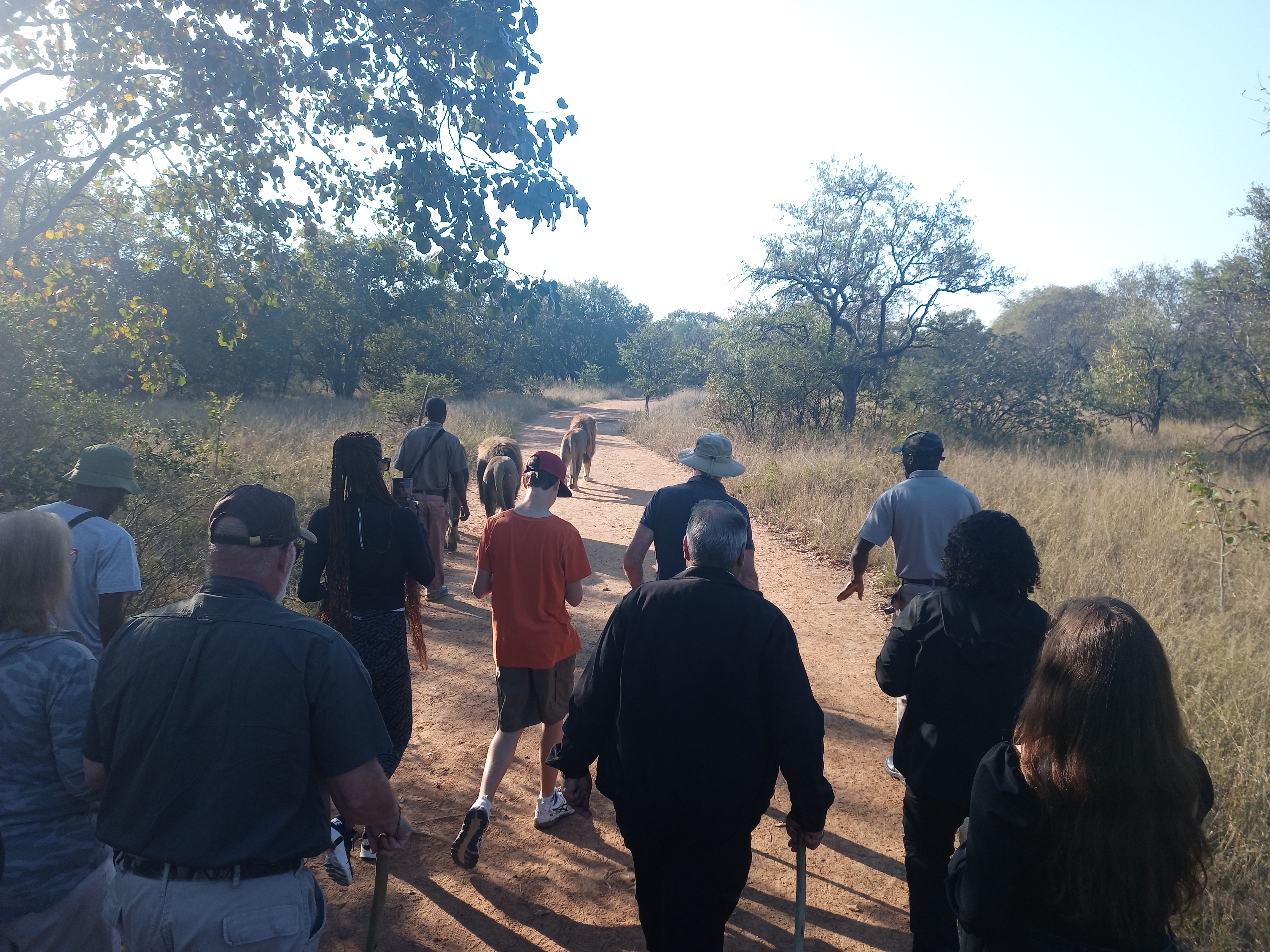 Johannesburg: Guided Walk with Lions in the African Bush – Johannesburg, South Africa