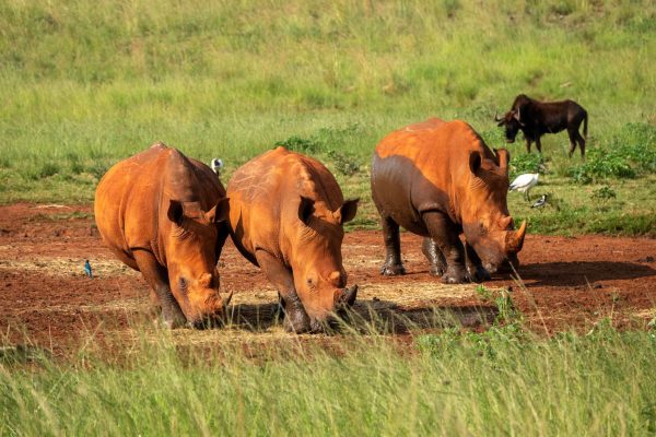 Johannesburg: Rhino and Lion Nature Reserve Half-Day Tour – Johannesburg, South Africa