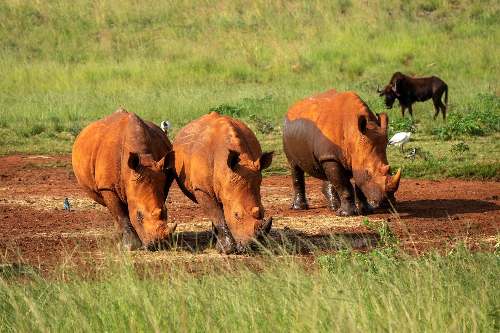 Johannesburg: Rhino and Lion Nature Reserve Half-Day Tour – Johannesburg, South Africa