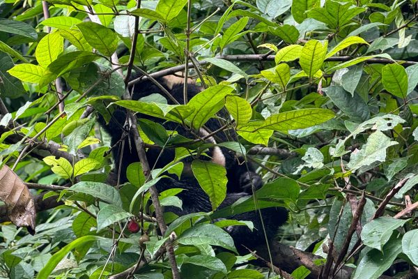 Jungle Canoe Tour – Tortuguero National Park, Costa Rica