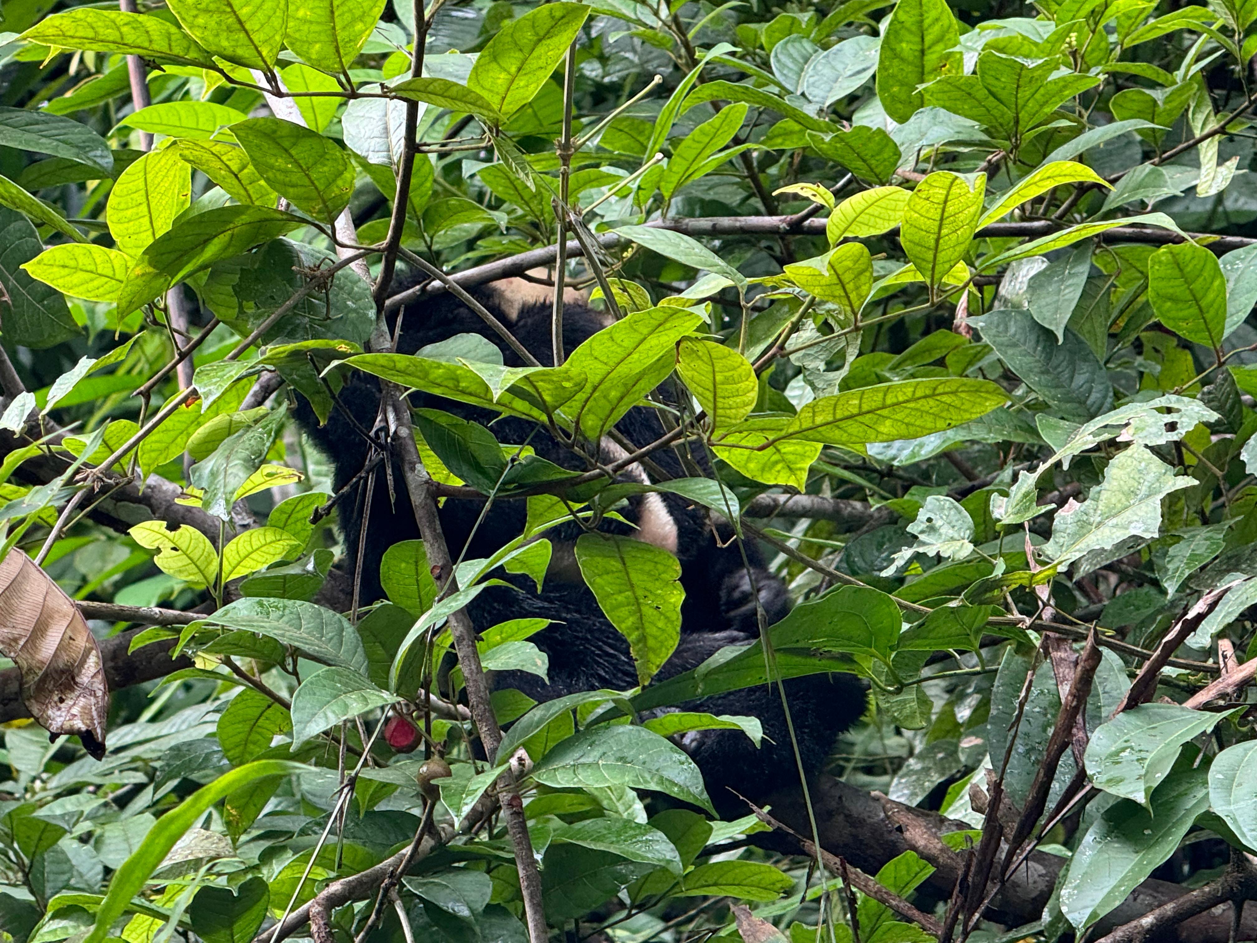Jungle Canoe Tour – Tortuguero National Park, Costa Rica
