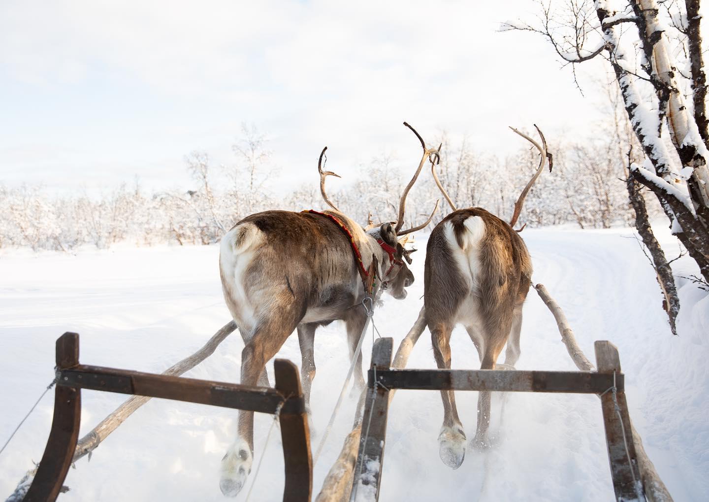 KIRUNA: Sami Reindeer Experience – Kiruna, Sweden