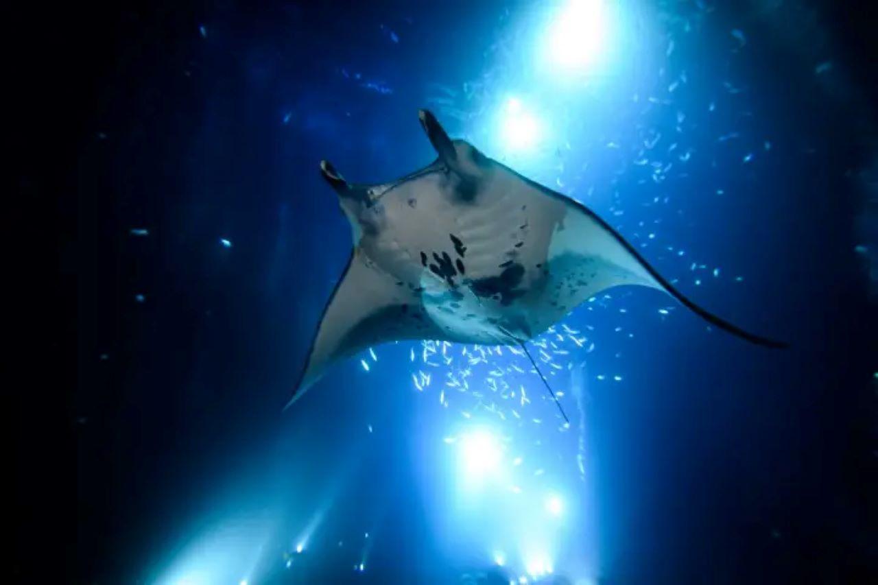 Kailua-Kona: Late Manta Snorkel Tour – Kailua-Kona, Hawaii