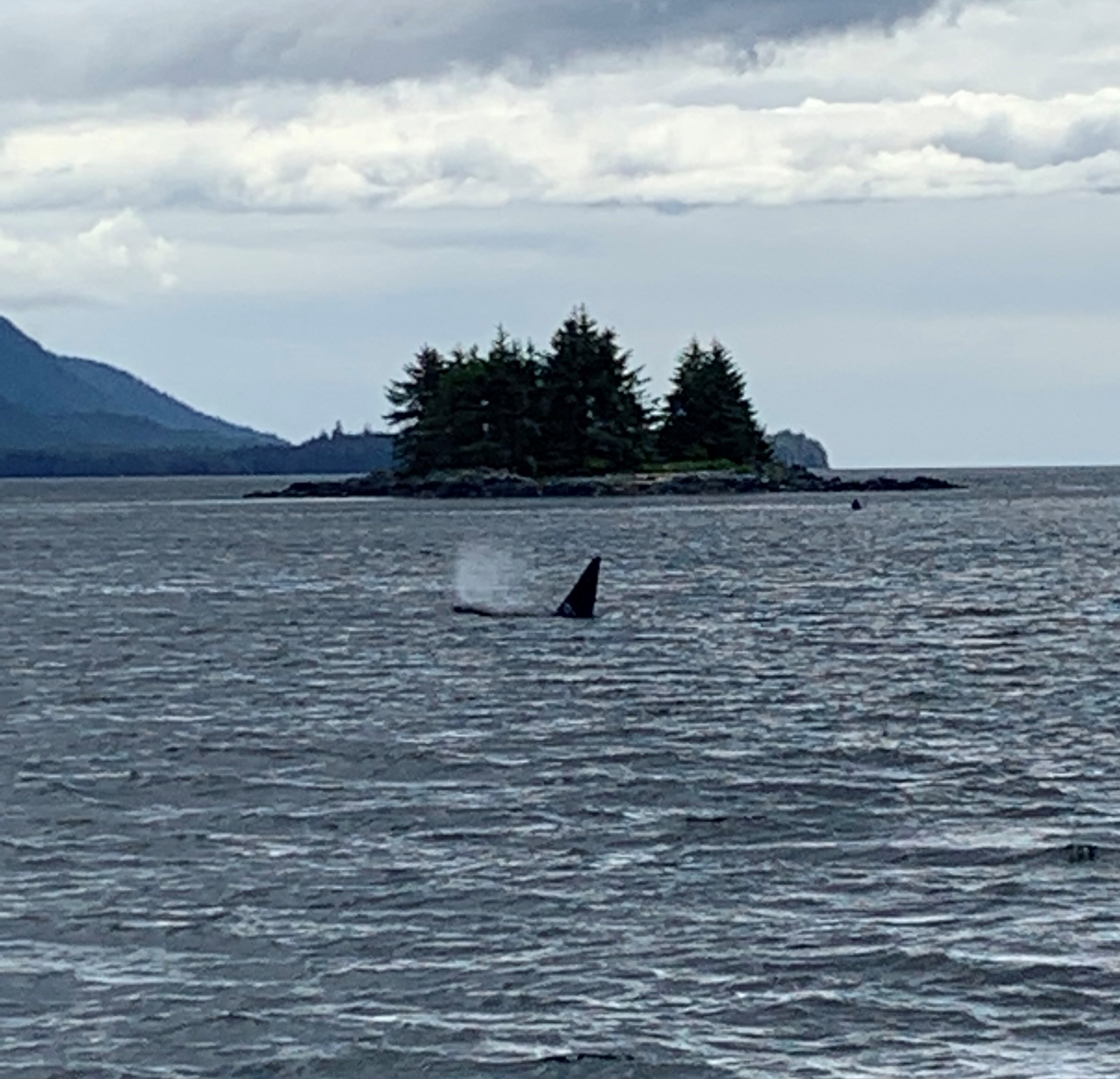 Ketchikan: Marine Wildlife and Whale Watching Boat Tour – Ketchikan, Alaska