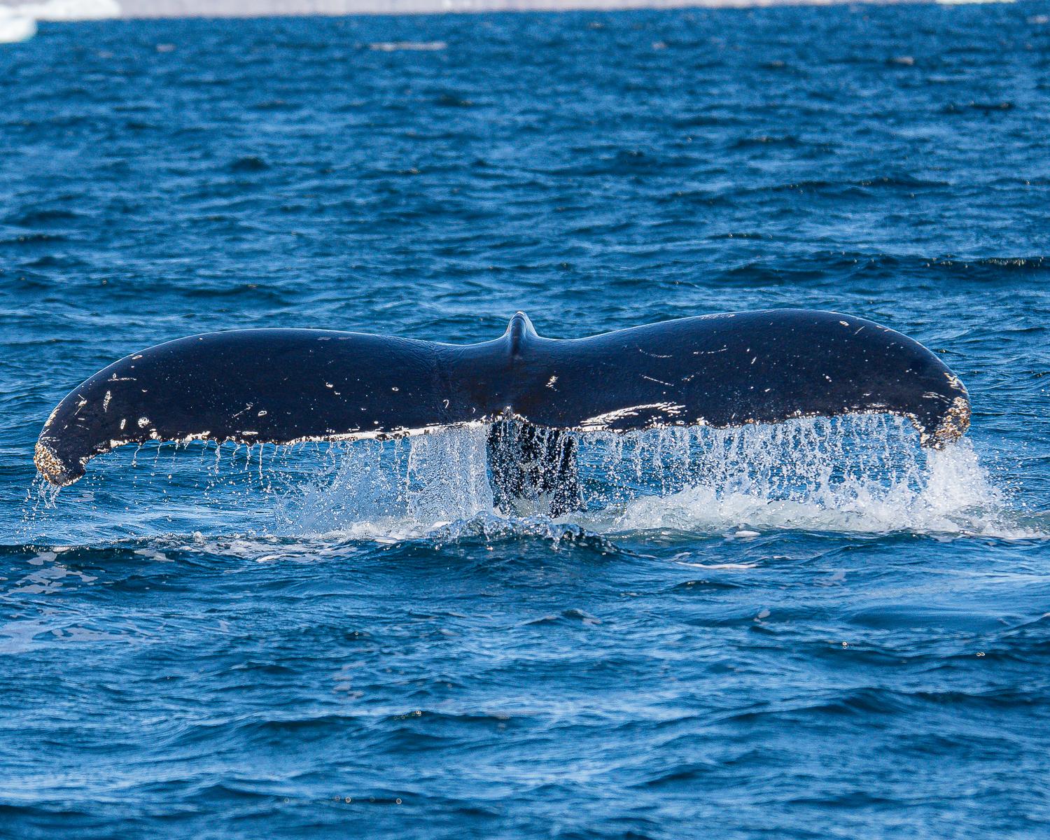 Ketchikan: Private Customizable Boat Tour with Captain Jack – Ketchikan, Alaska