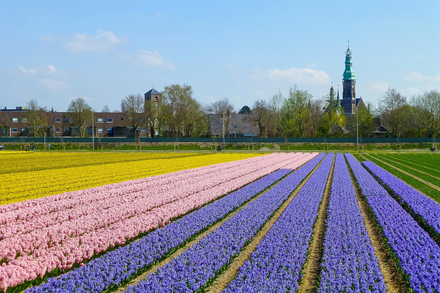 Keukenhof: Flower Fields Small-Group Cultural Bike Tour – Lisse, Netherlands