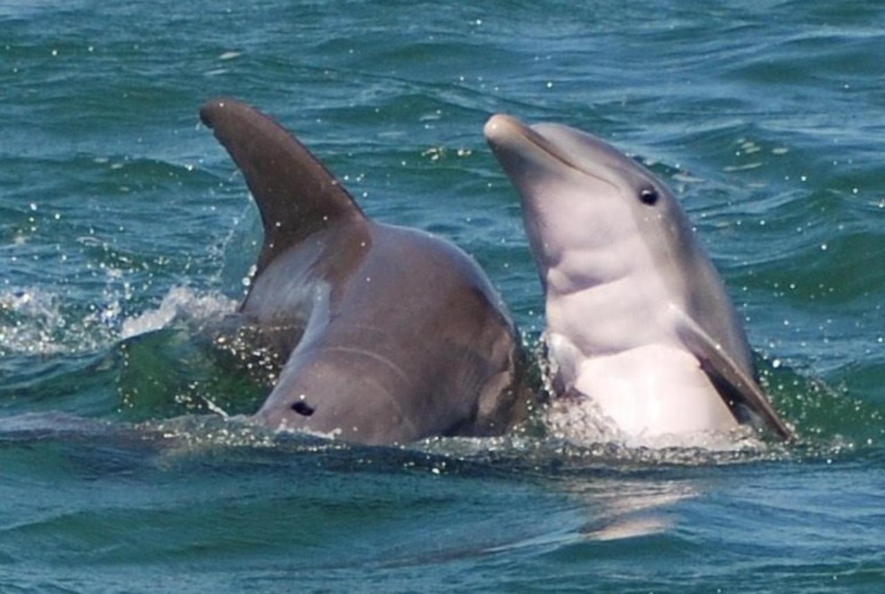 Key West: Shark and Wildlife Viewing Catamaran Tour – Key West, Florida