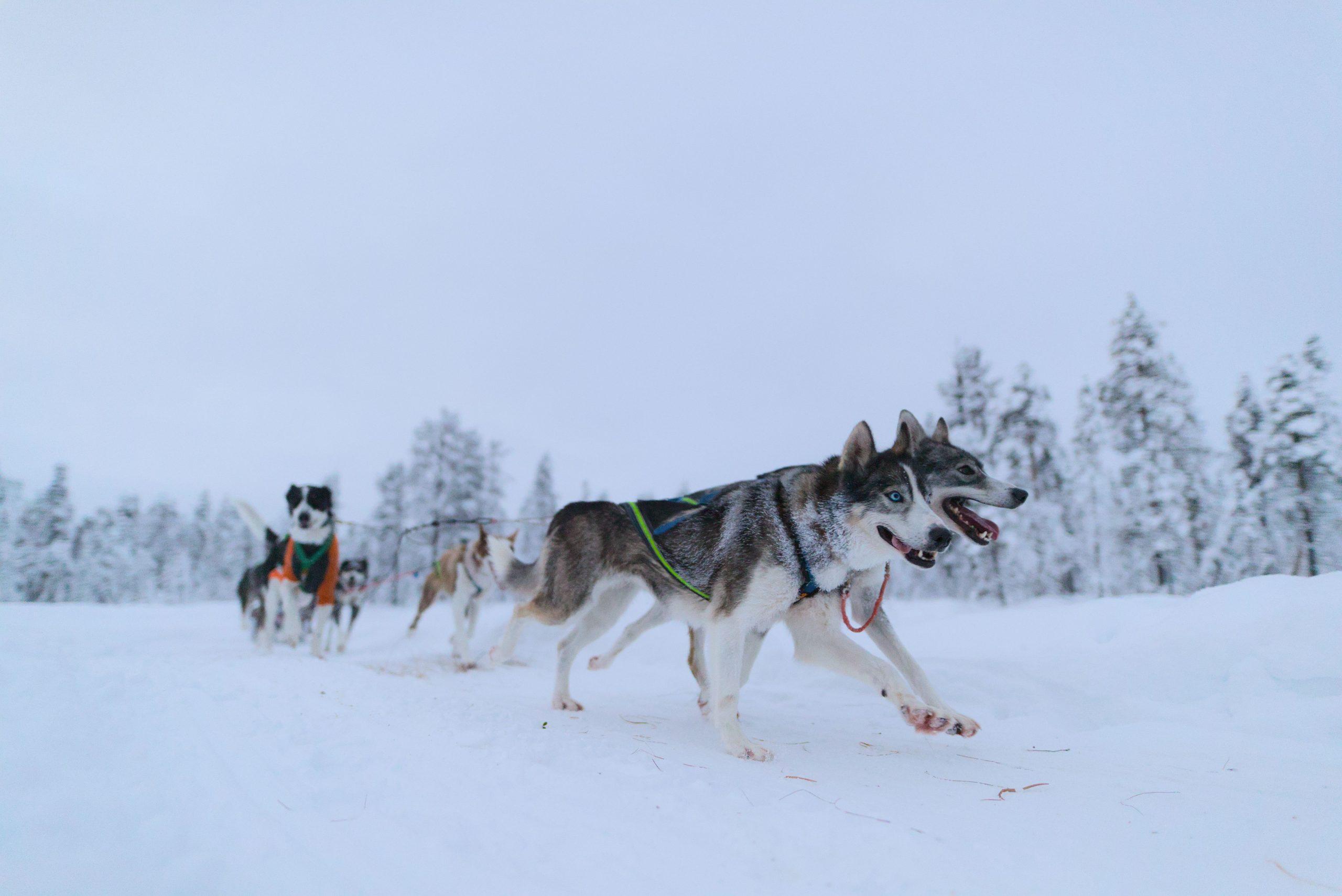 Kiruna: Husky Sled Ride with Traditional Lunch – Kiruna, Sweden
