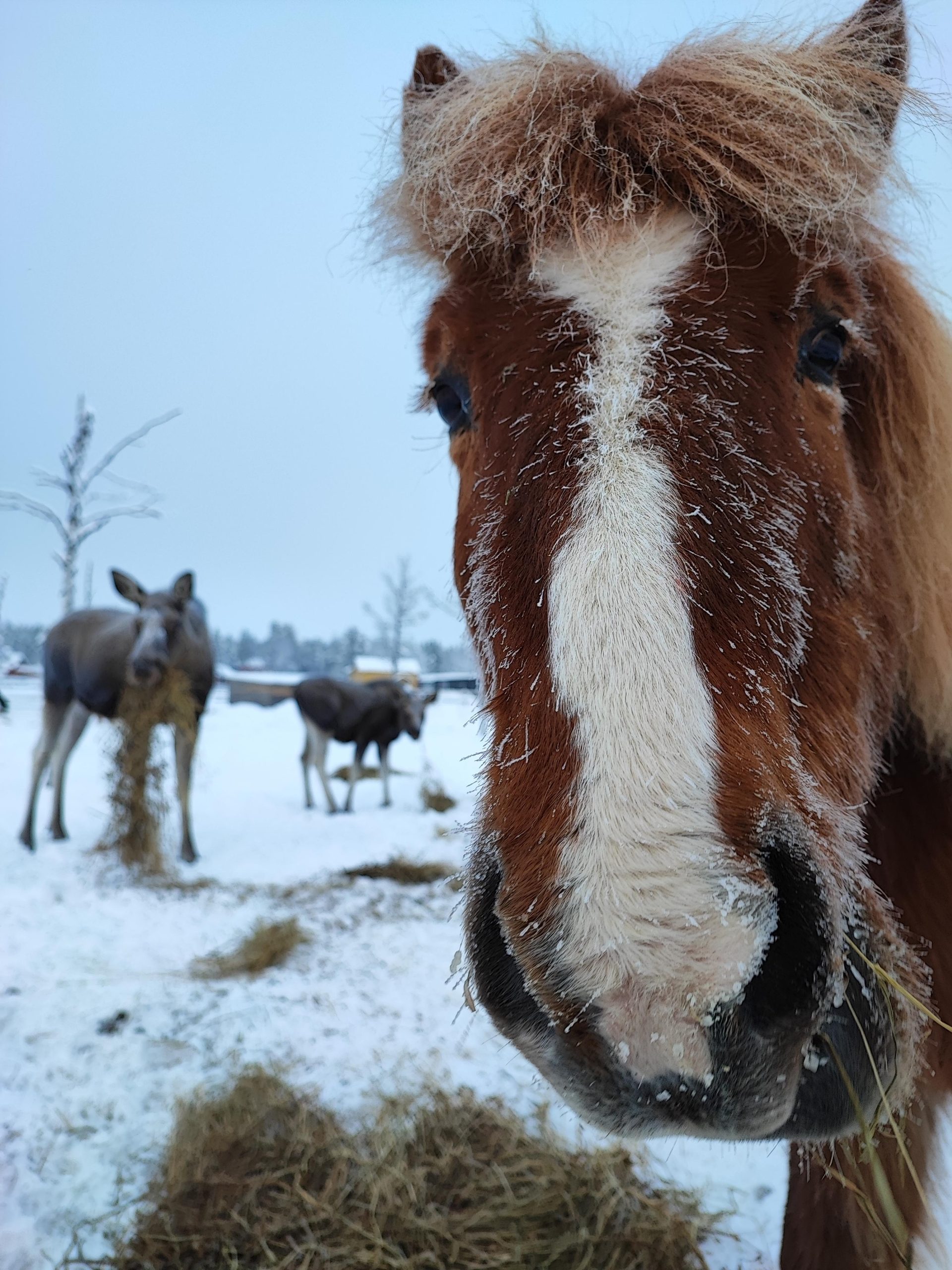Kiruna: Moose Safari on Horseback with Lunch and Transfer – Moose Safari, Sweden