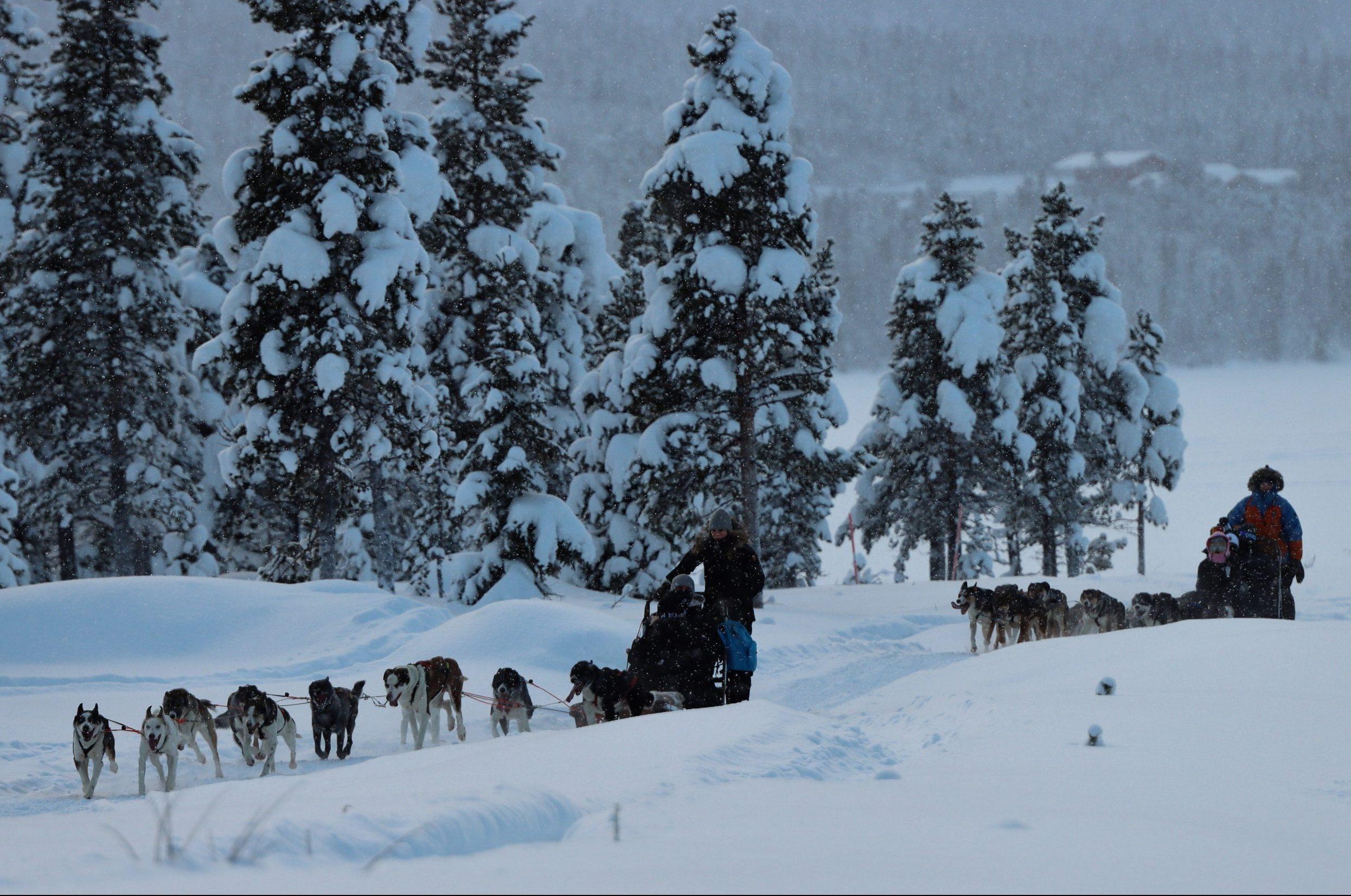 Kiruna: Morning Husky Sled Ride with Coffee Break – Kiruna, Sweden