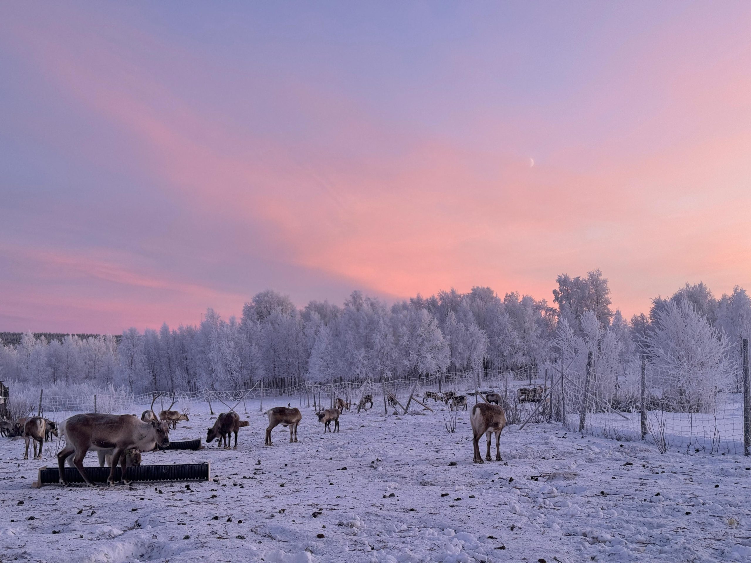 Kiruna: Reindeer Feeding Tour and Sámi Culture with Minibus – Kiruna, Sweden