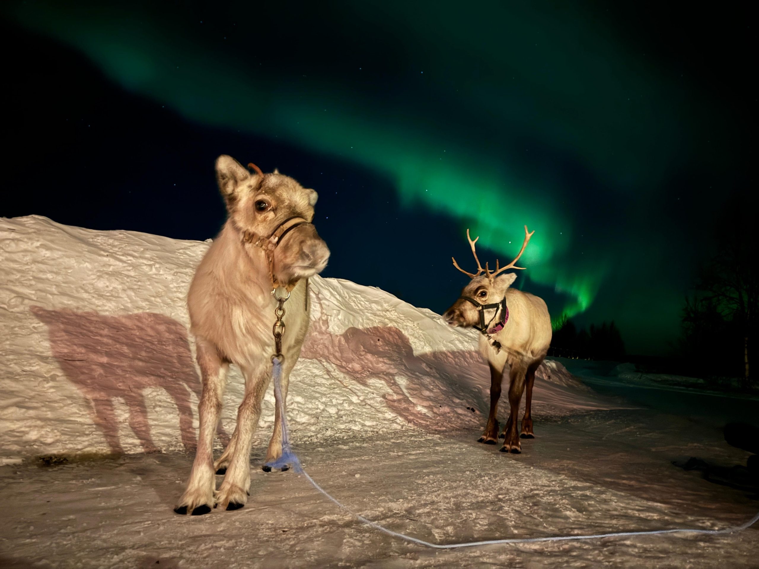 Kiruna: Reindeer Feeding and Northern Lights Tour – Kiruna, Sweden