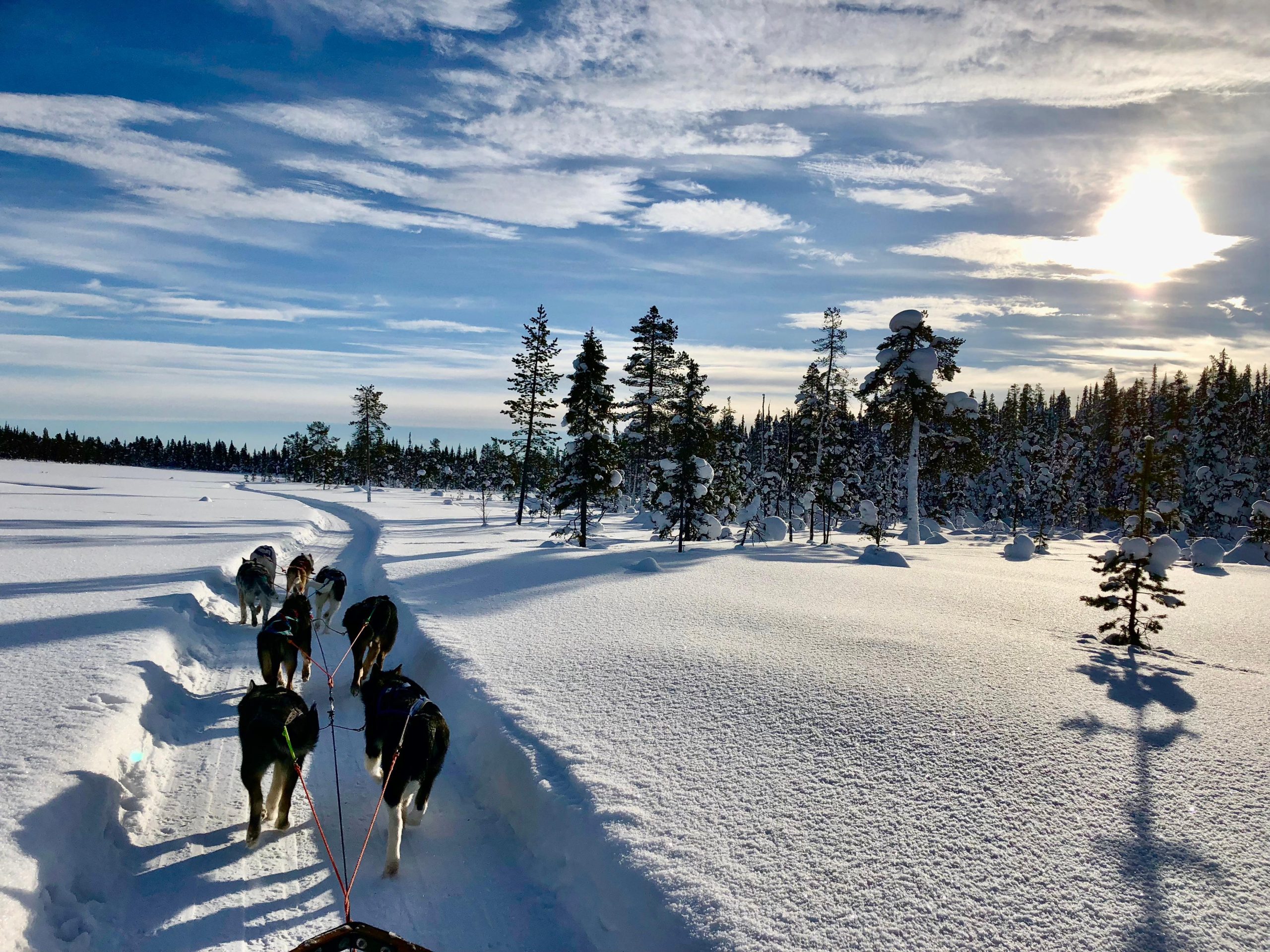 Kiruna: Sit Back and Relax Morning Dogsledding Tour – Kiruna, Sweden