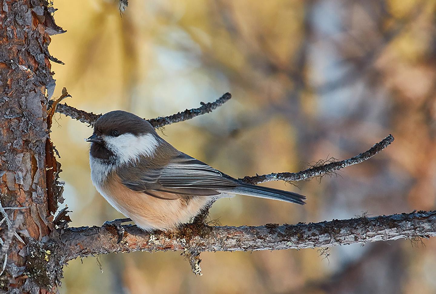 Kiruna: Wildlife and nature photography – Kiruna, Sweden