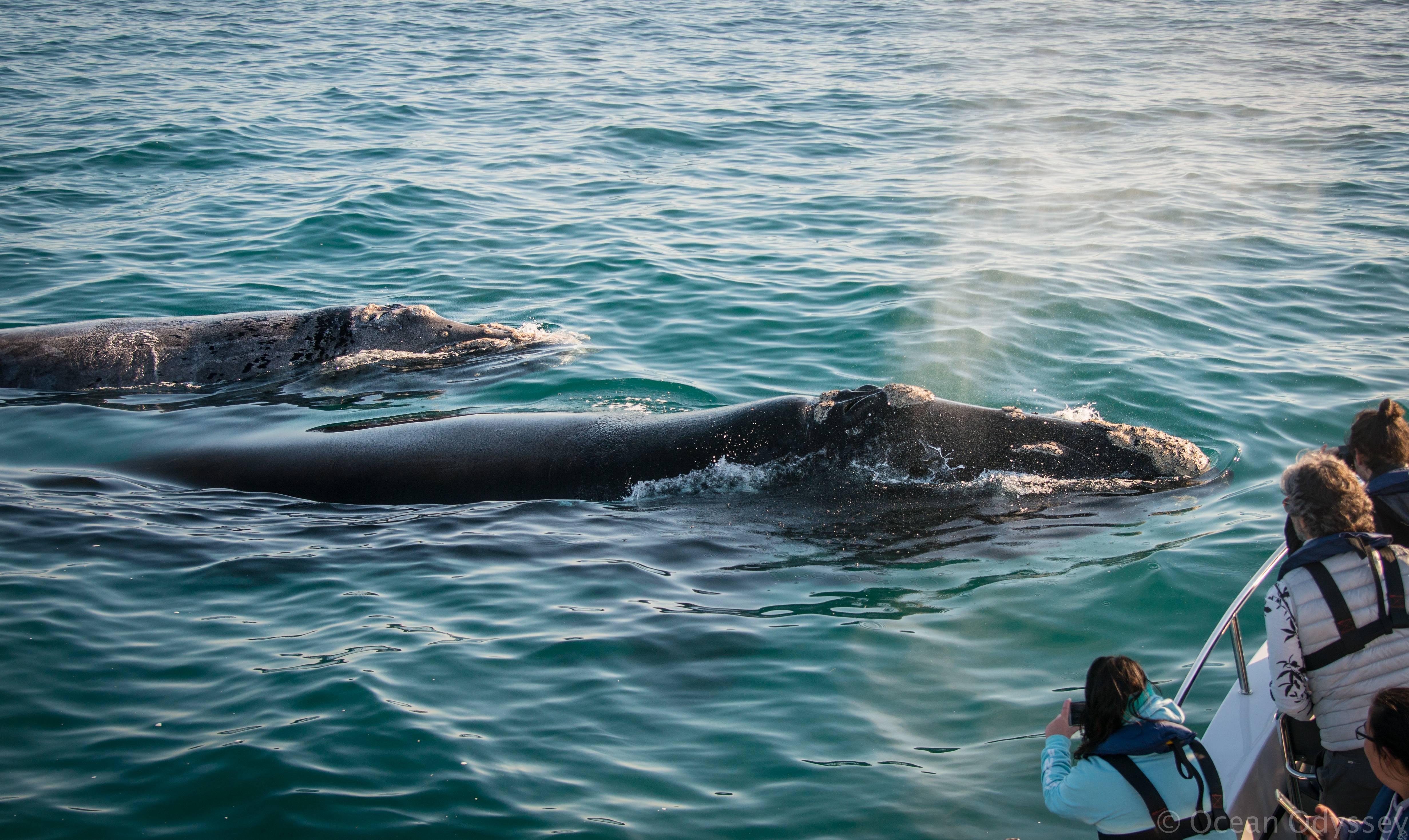 Knysna: Close Encounter Whale Watching Tour by Boat – Knysna, South Africa