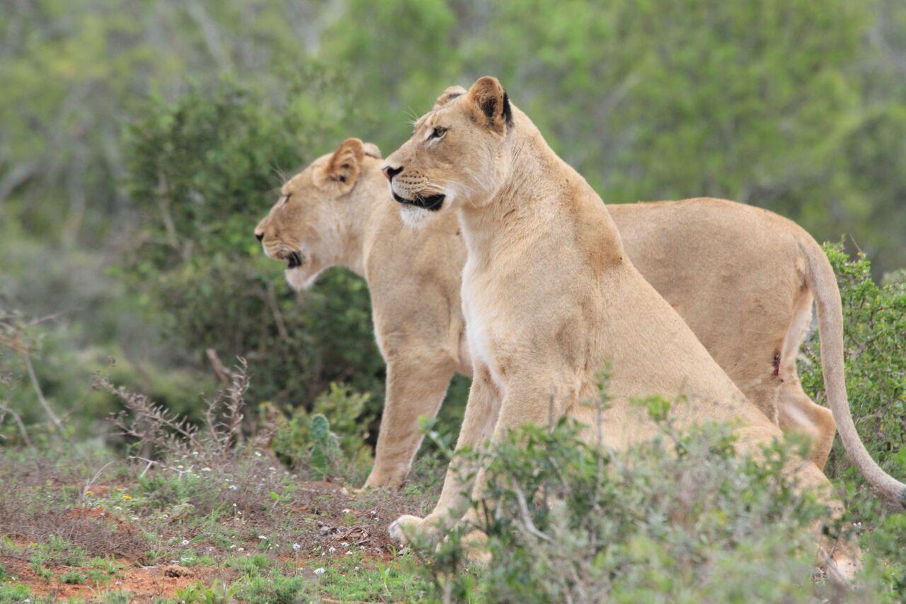 Kragga Kamma Game Park – Gqeberha, South Africa