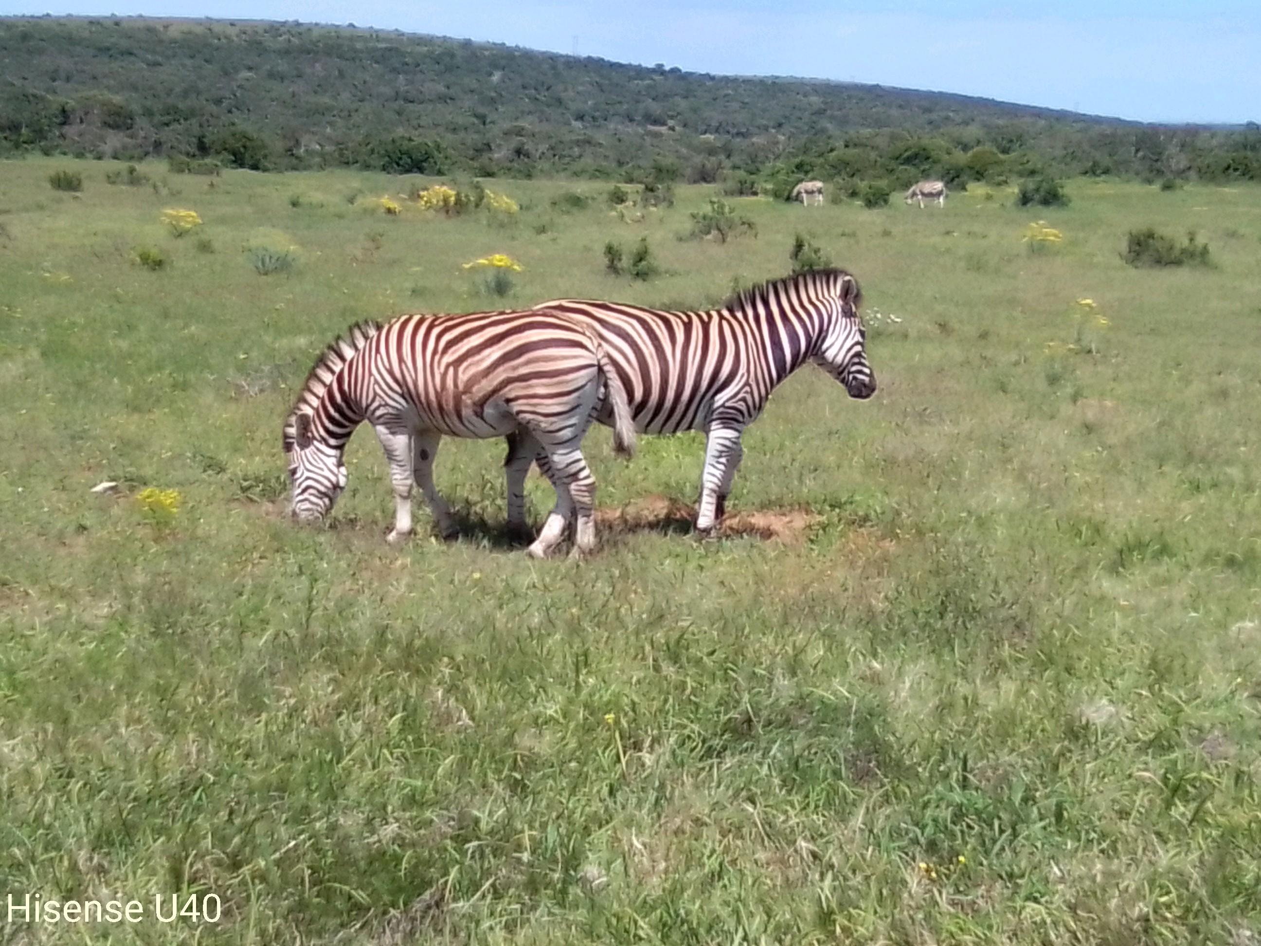 Kragga Kamma Safaris And Shore Excursions – Gqeberha, South Africa