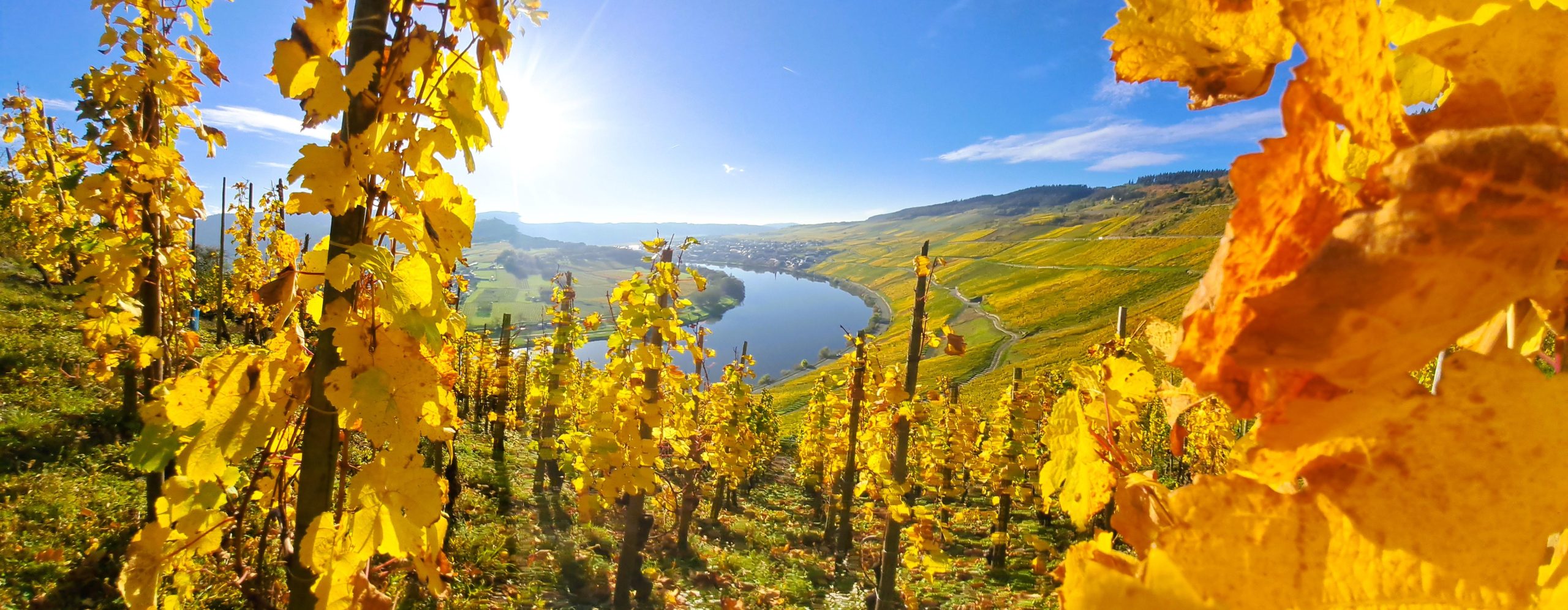 Kröv/Gut Hermes: Wine tour & tasting through the vineyard, winery, & sparkling wine factory – Kröv, Germany