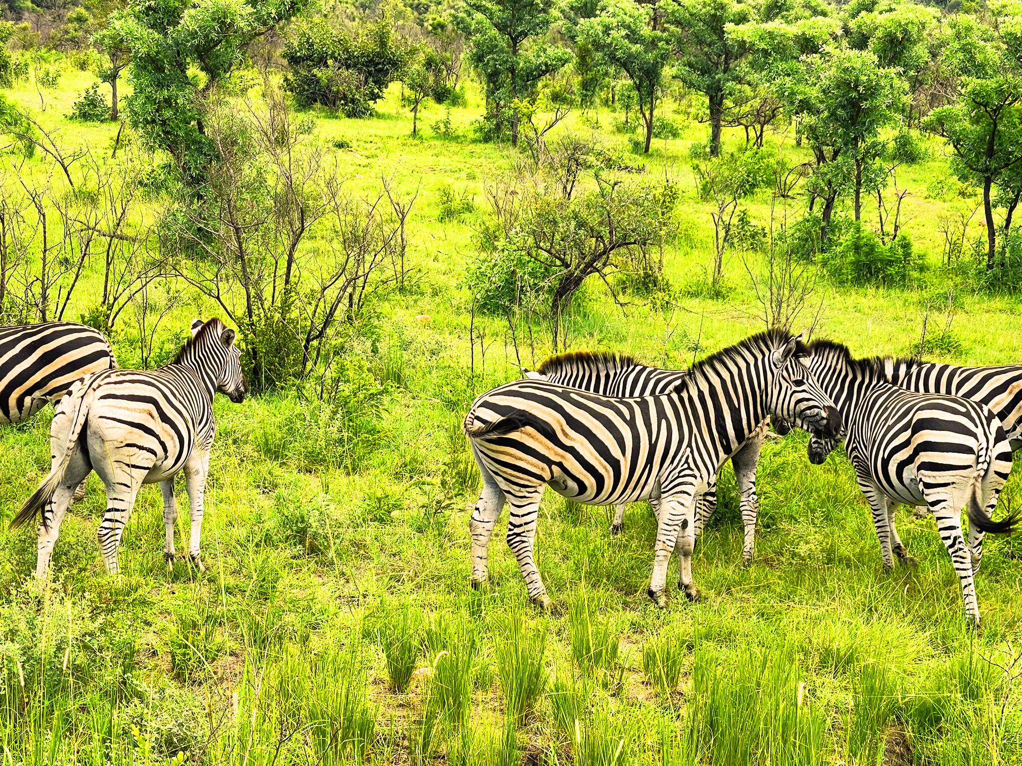 Kruger National Park 3 Days Best Ever Safari from Cape Town – Cape Town, South Africa