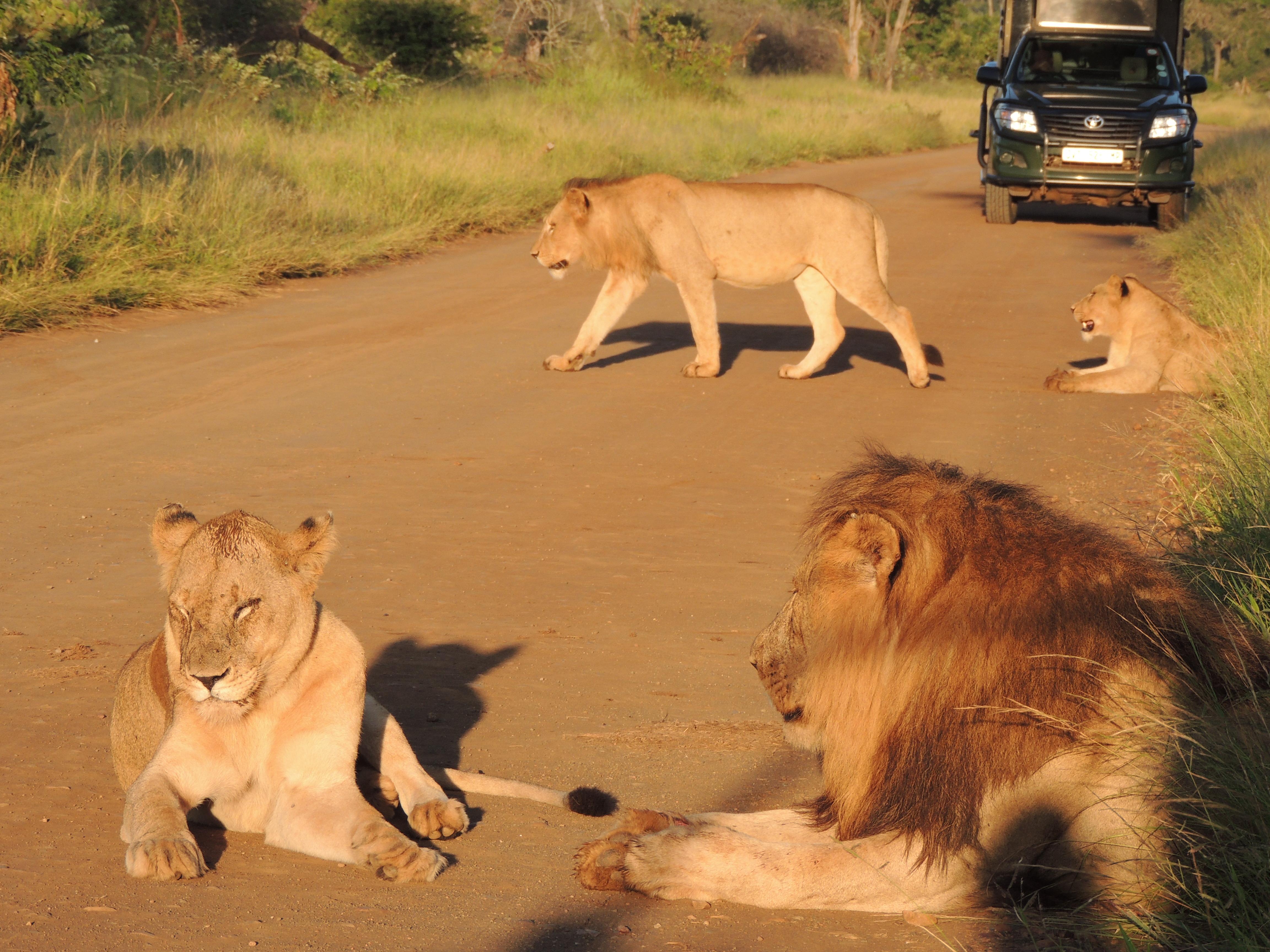 Kruger National Park: Afternoon Drives (13:30 to 18:45) – Phalaborwa, South Africa