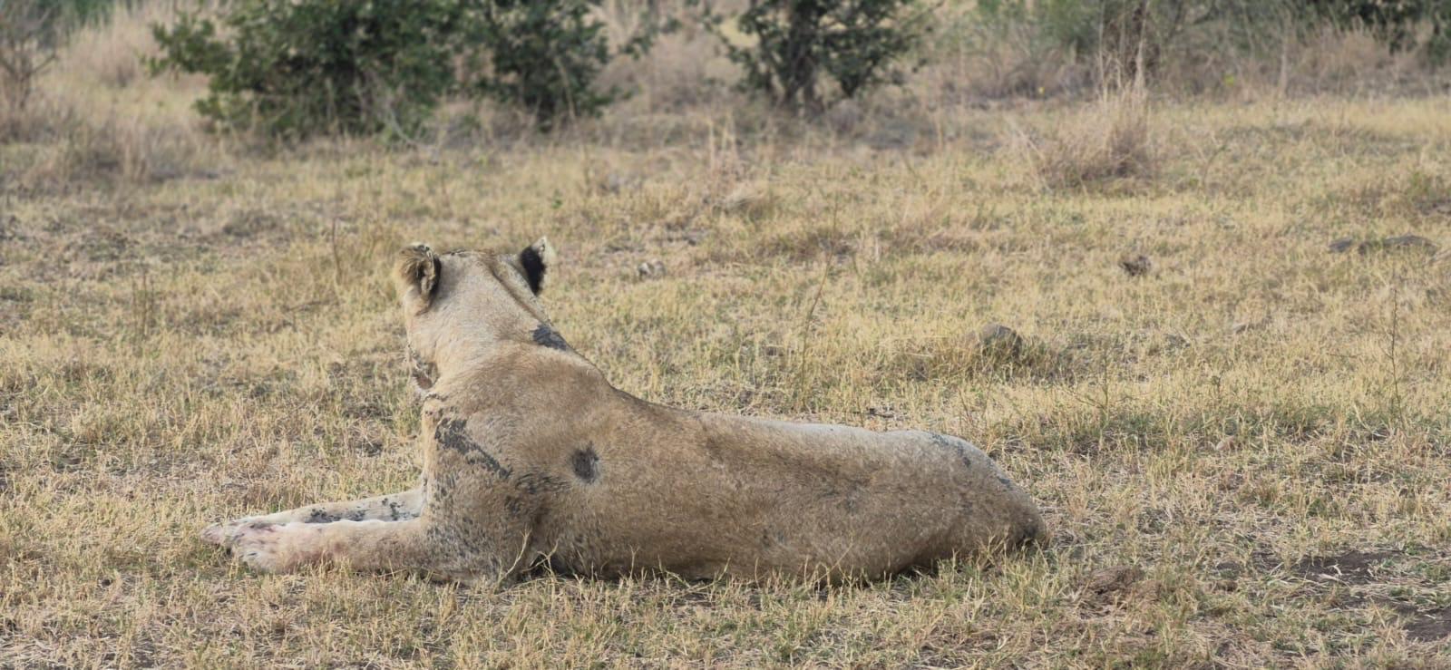 Kruger National Park Day Trip from Maputo – Big 5 Safari – Kruger National Park, South Africa