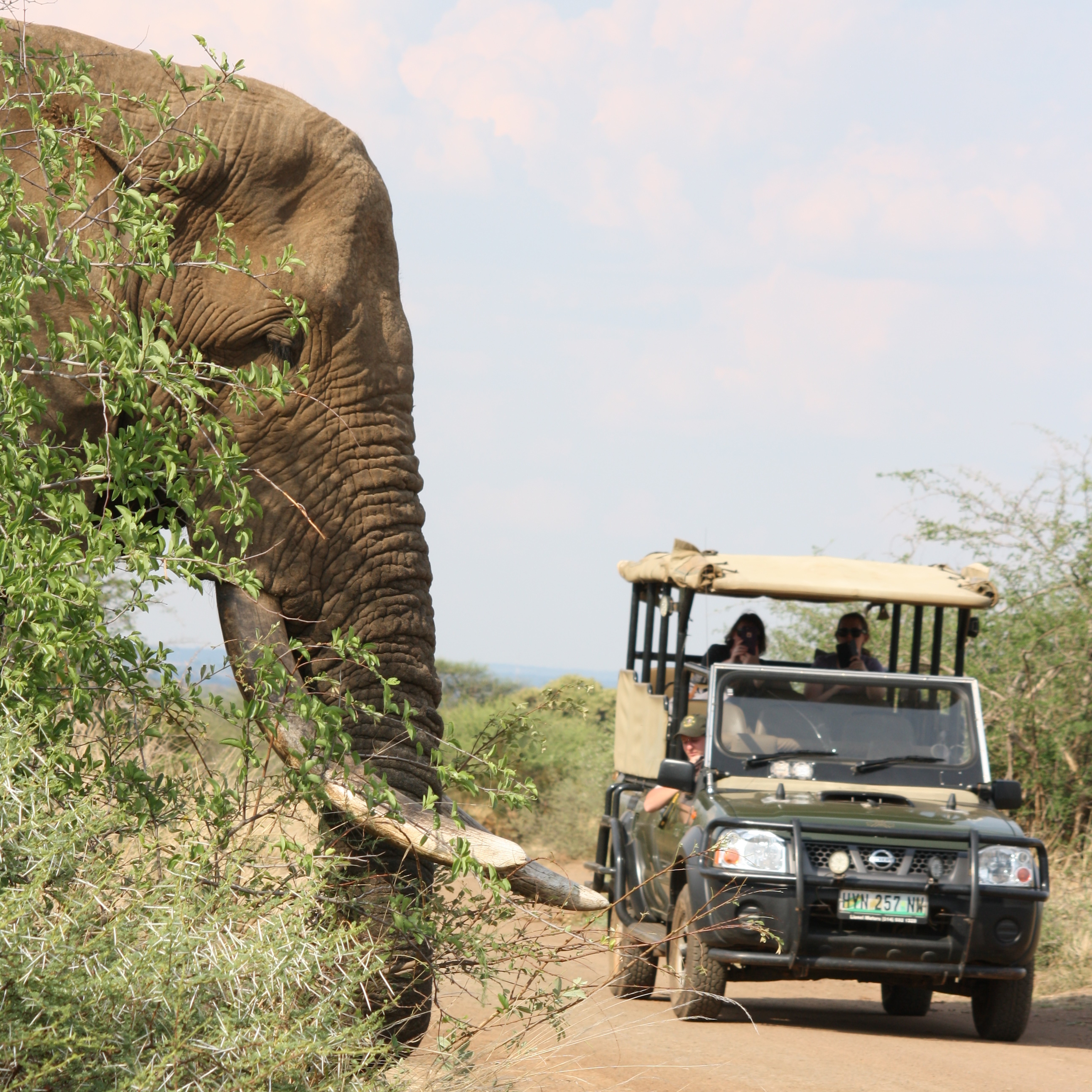 Kruger National Park: Full Day Game Drive Private/Group – Phalaborwa, South Africa