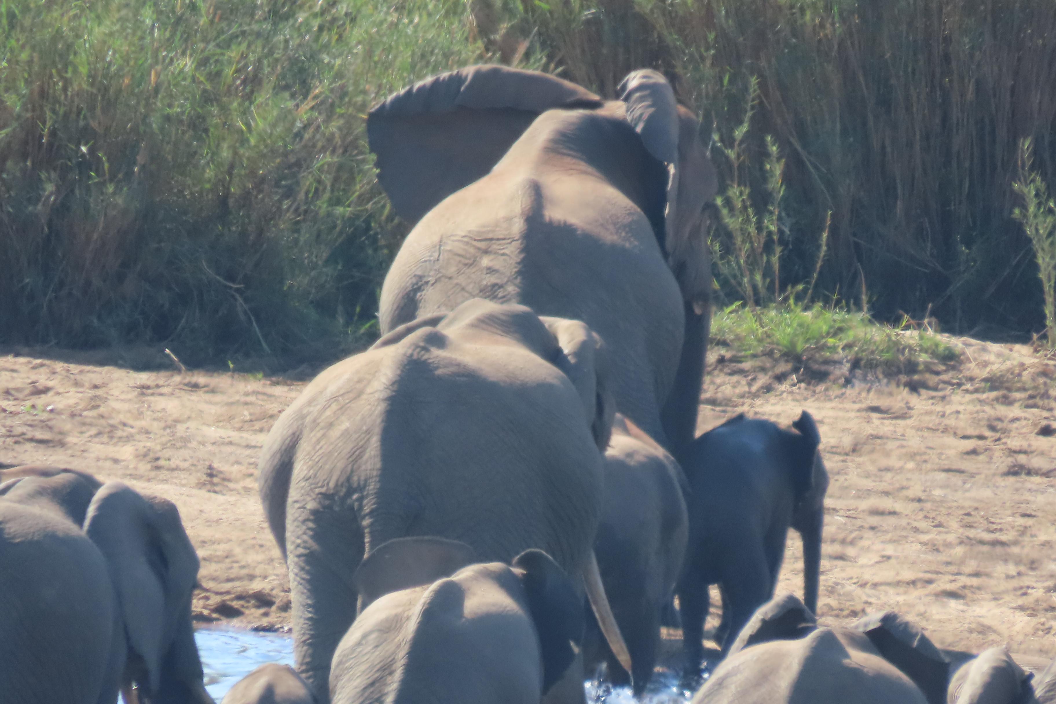 Kruger National Park: Half-Day Safari Tour – Phalaborwa, South Africa